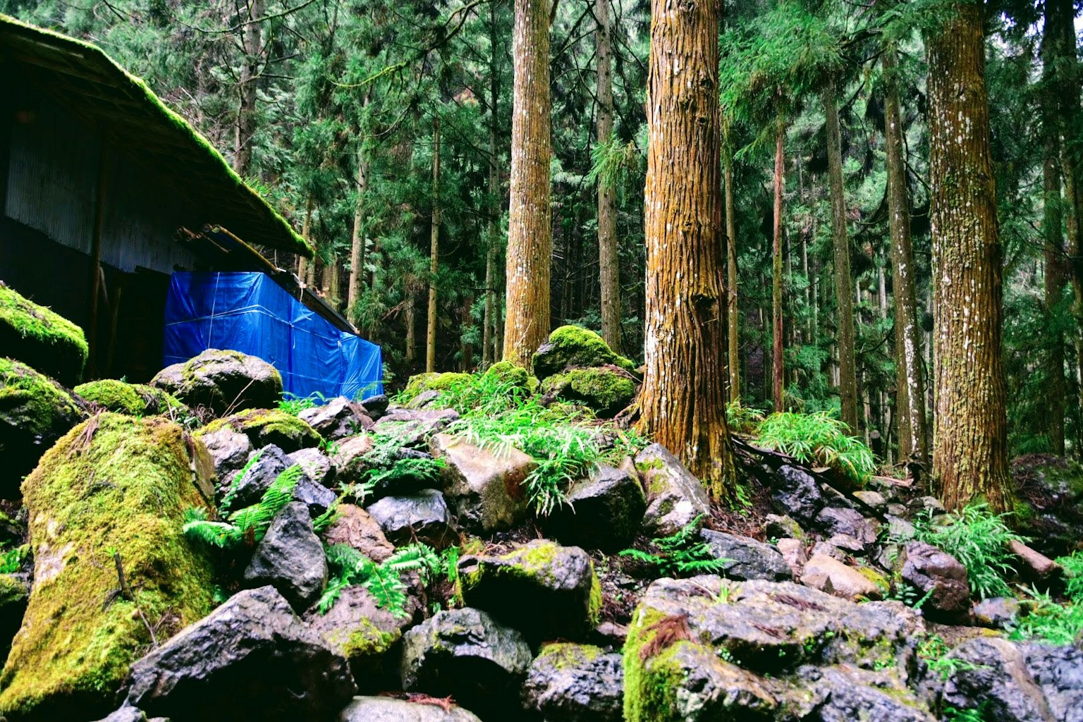 Scène de forêt luxuriante avec des rochers couverts de mousse et un abri en toile bleue