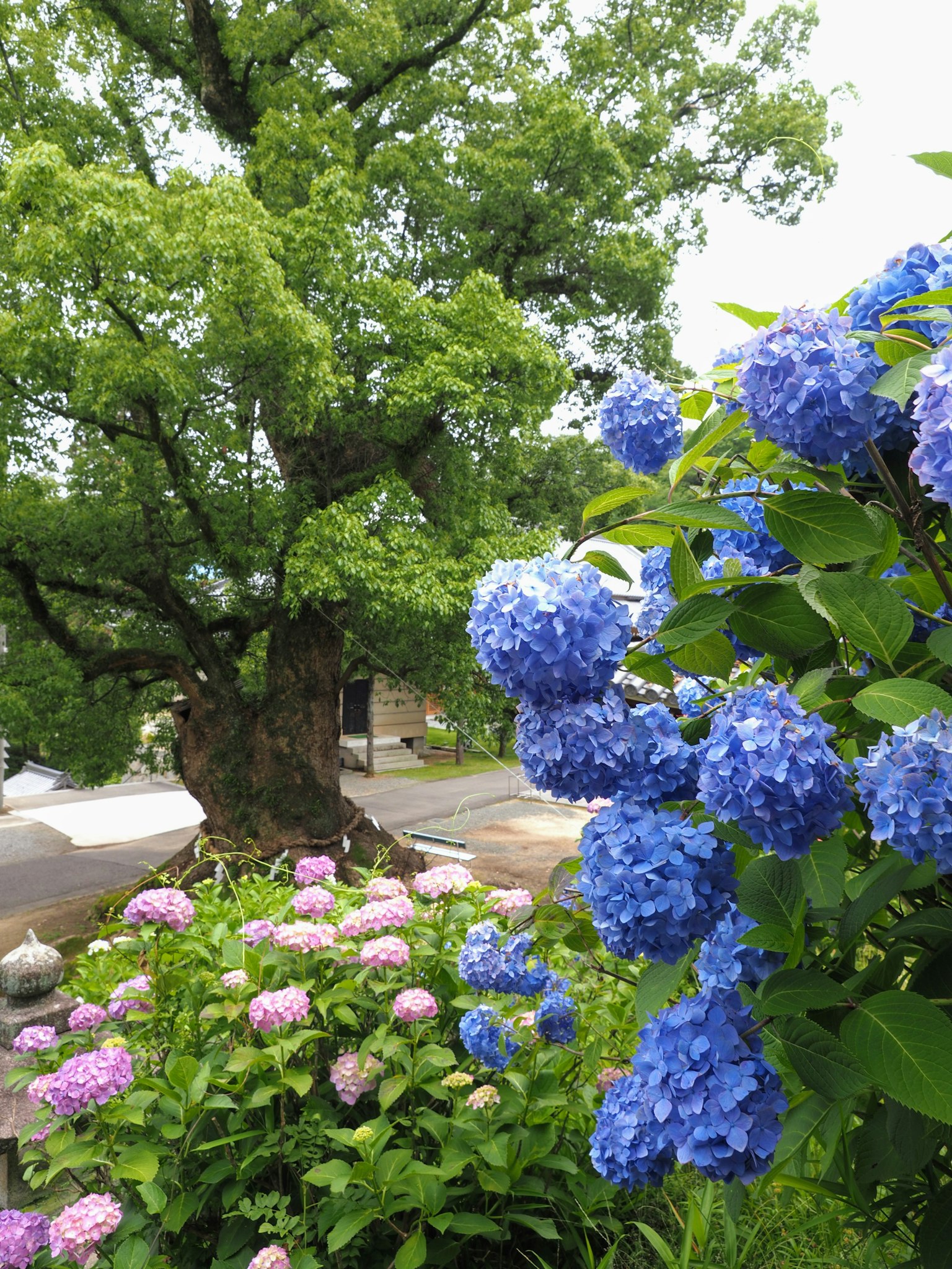 蓝色绣球花和绿色树木的风景