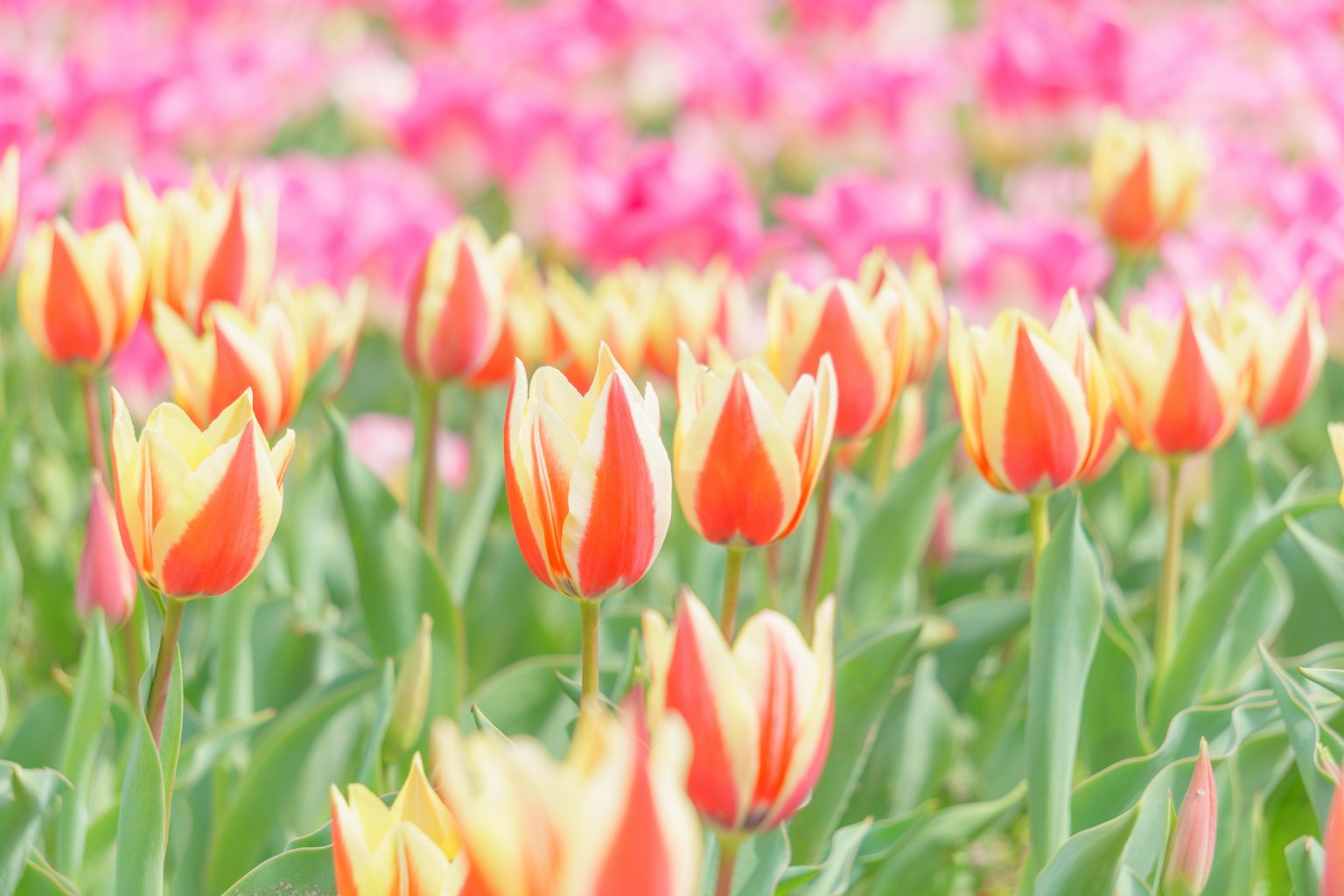 Field of orange and yellow tulips in the foreground with pink flowers in the background