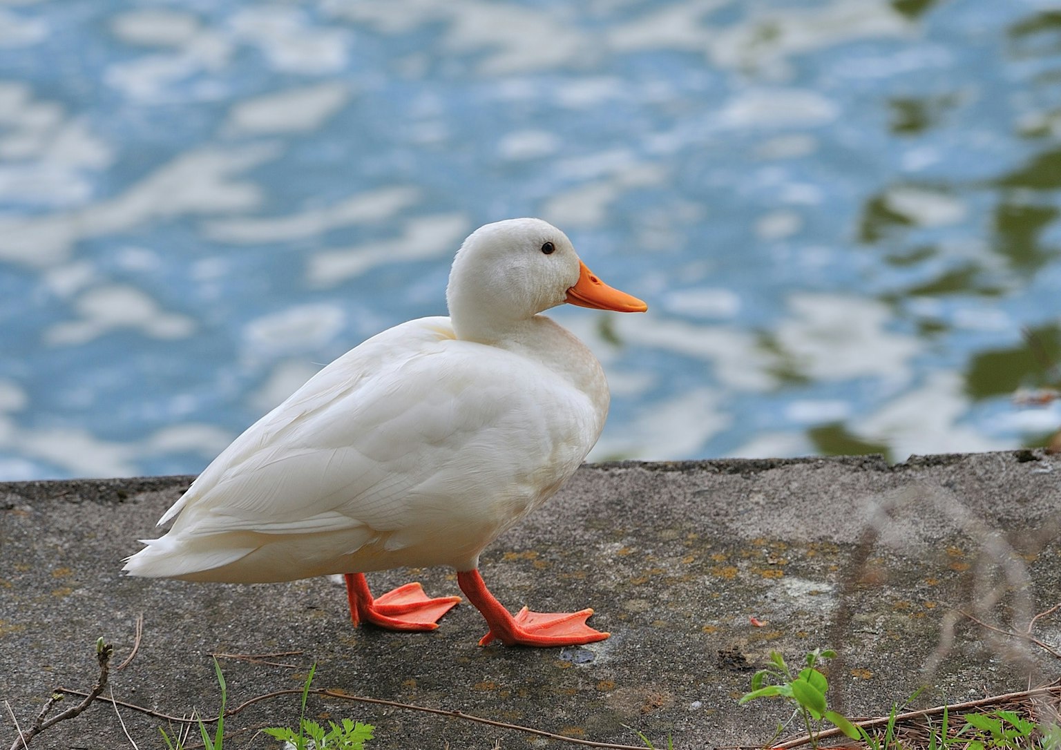 A white duck standing by the water's edge