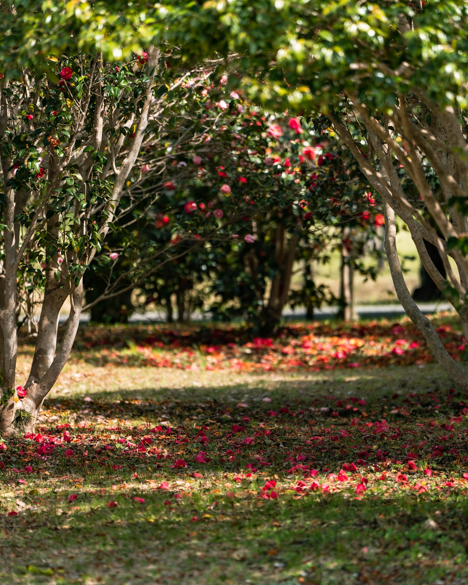 Chemin entouré d'arbres verts avec des pétales de fleurs rouges éparpillés