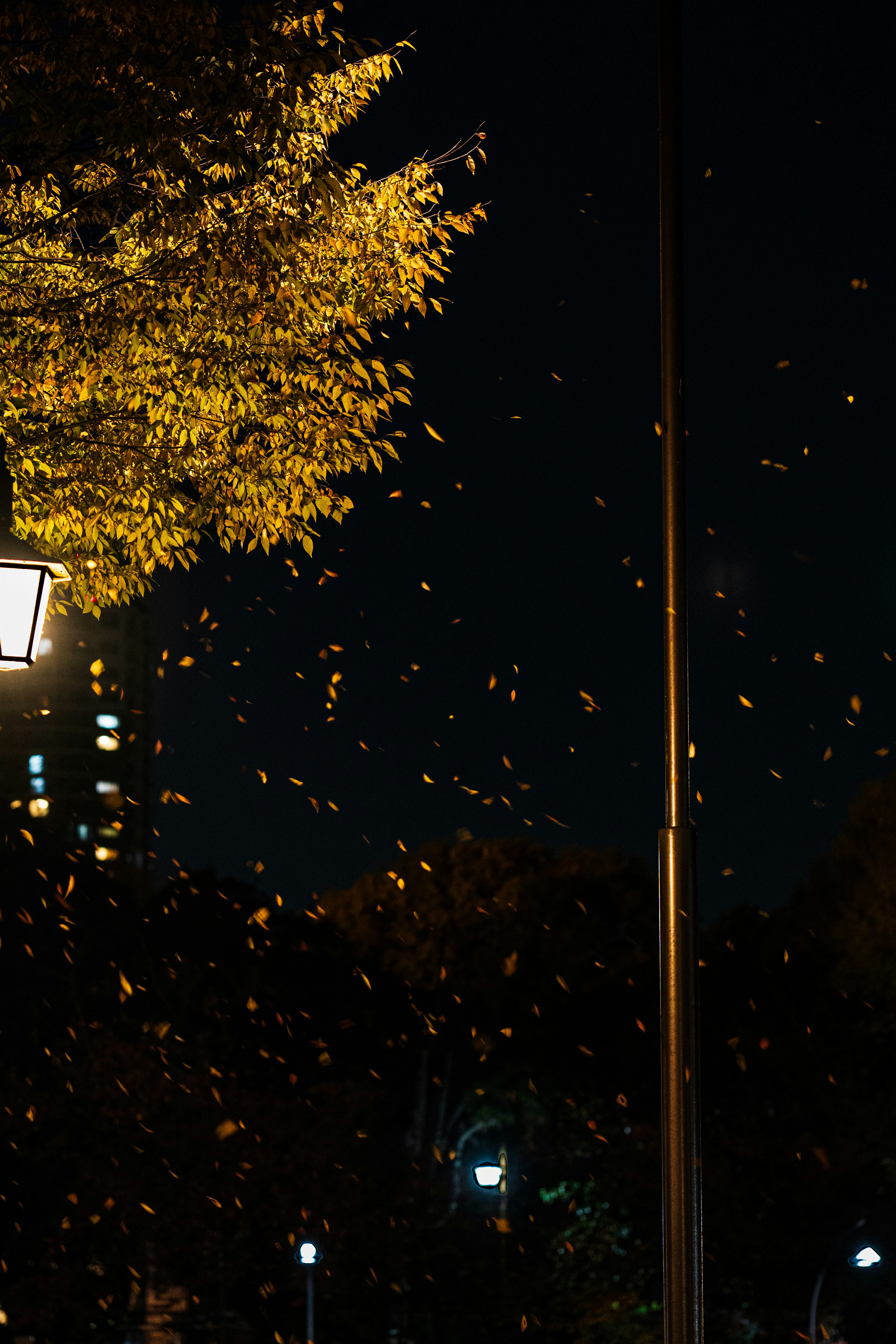 夜の街路樹と舞い散る落ち葉のある風景