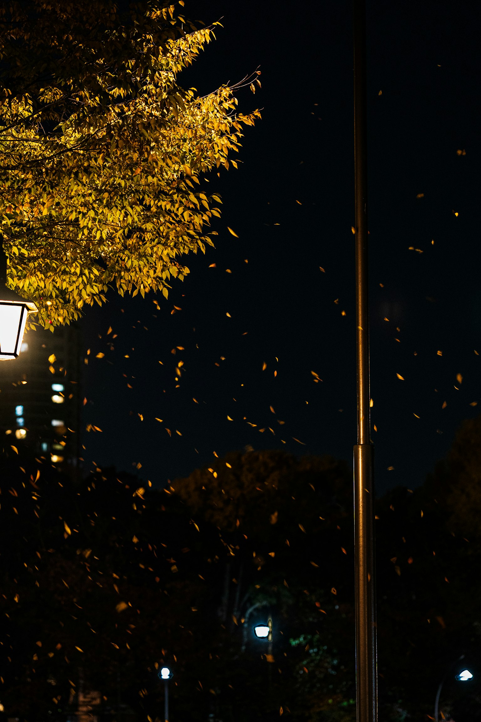 夜の公園で舞い散る黄色い葉と街灯の光