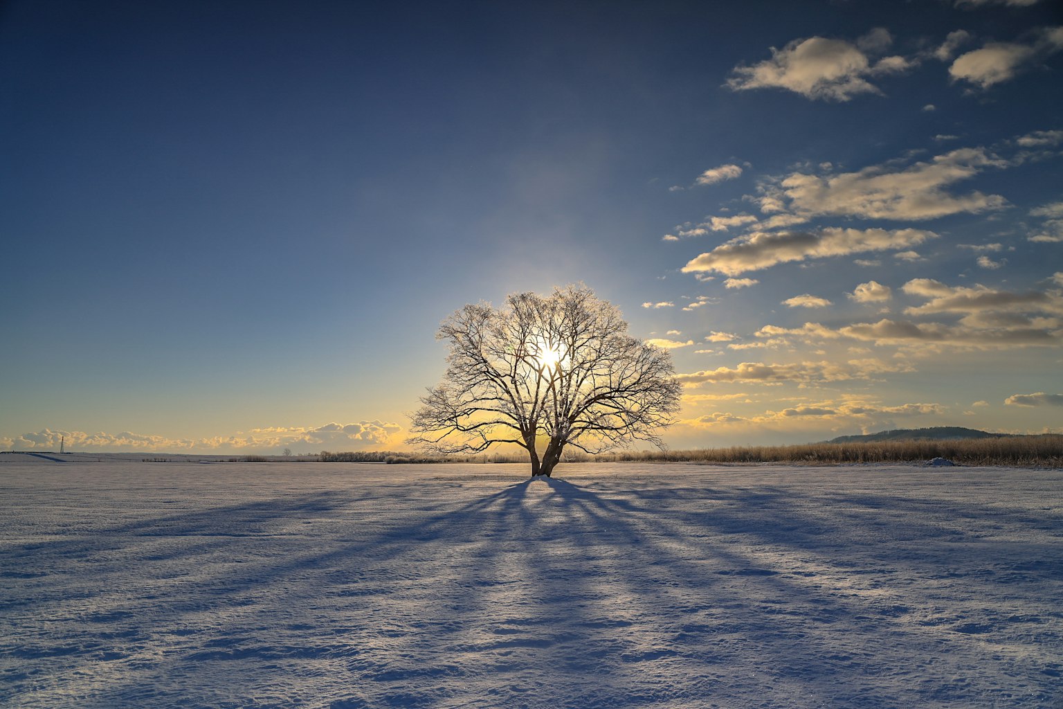 Un albero solitario in un campo innevato con lunghe ombre