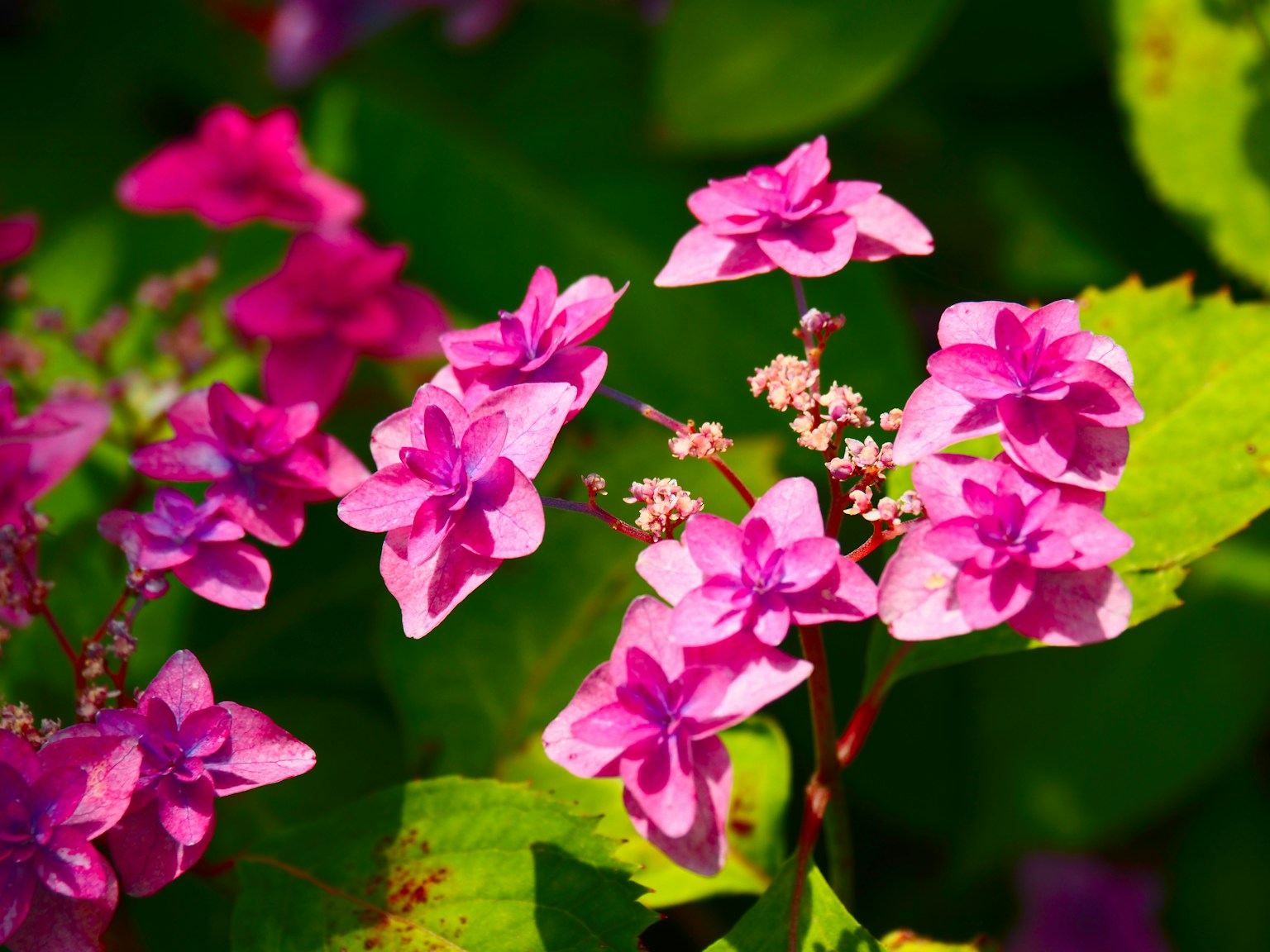 Fiori rosa vivaci che sbocciano su uno sfondo di foglie verdi