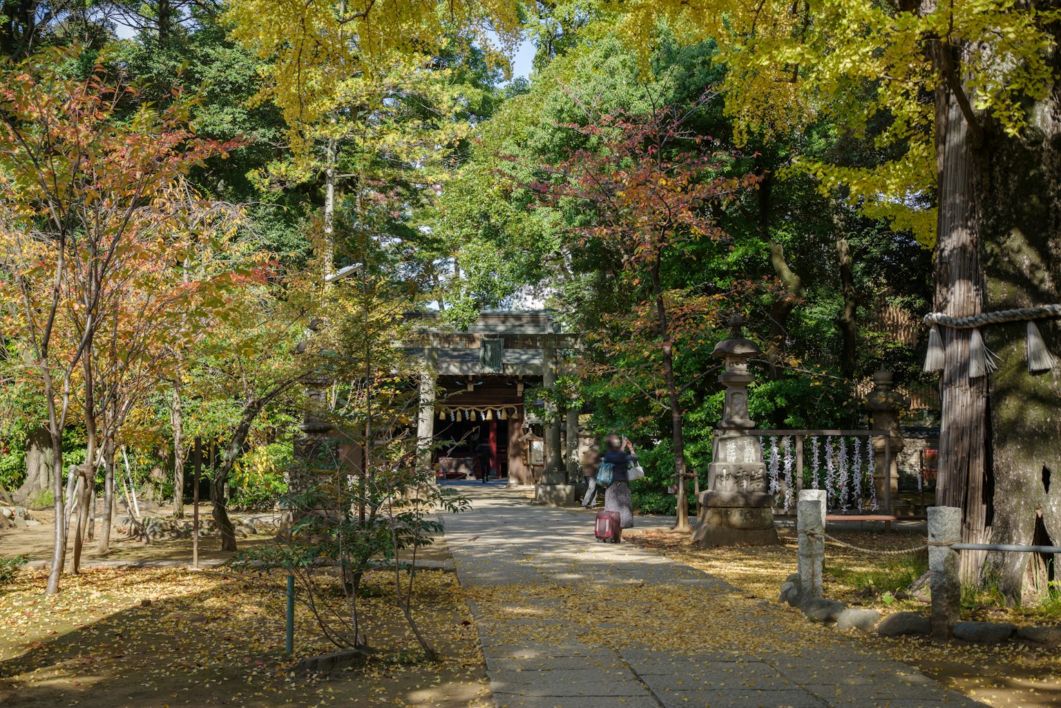 被五彩斑斓的秋季樹葉環繞的神社入口