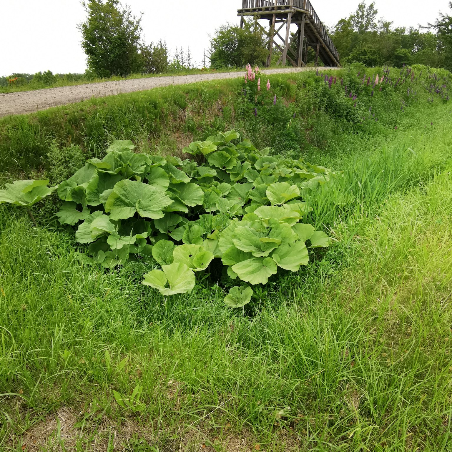 Groupe dense de grandes feuilles vertes avec de l'herbe environnante et un chemin