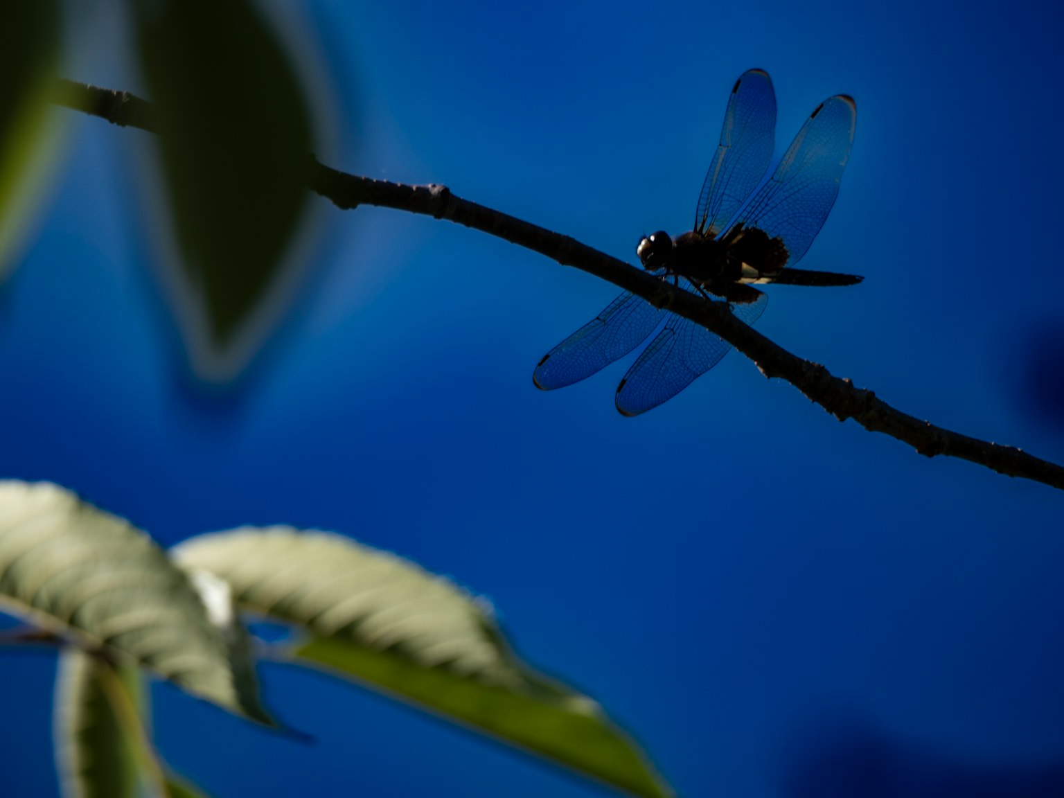 Acercamiento de una libélula posada sobre una rama con fondo azul