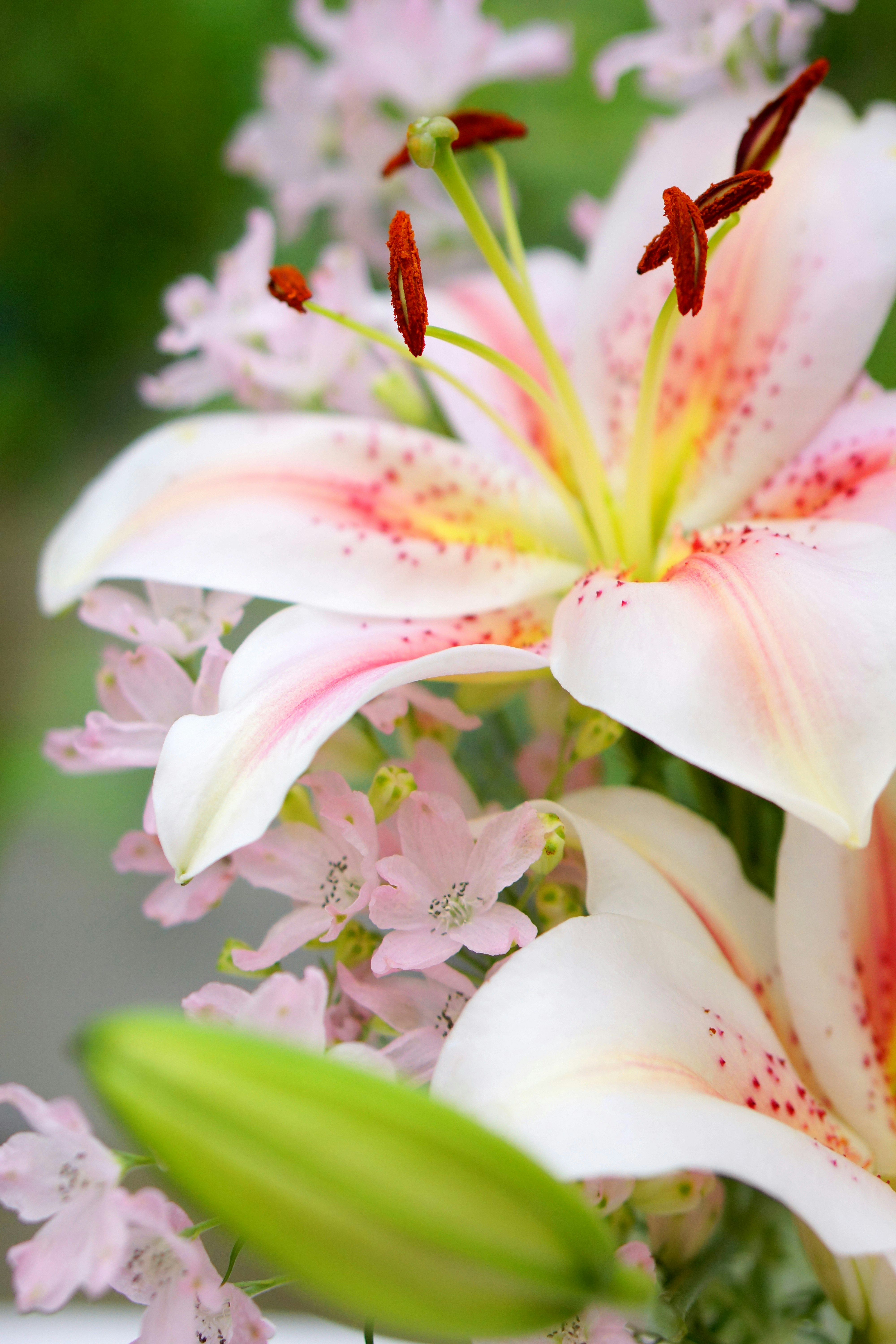 白いユリの花のクローズアップ
