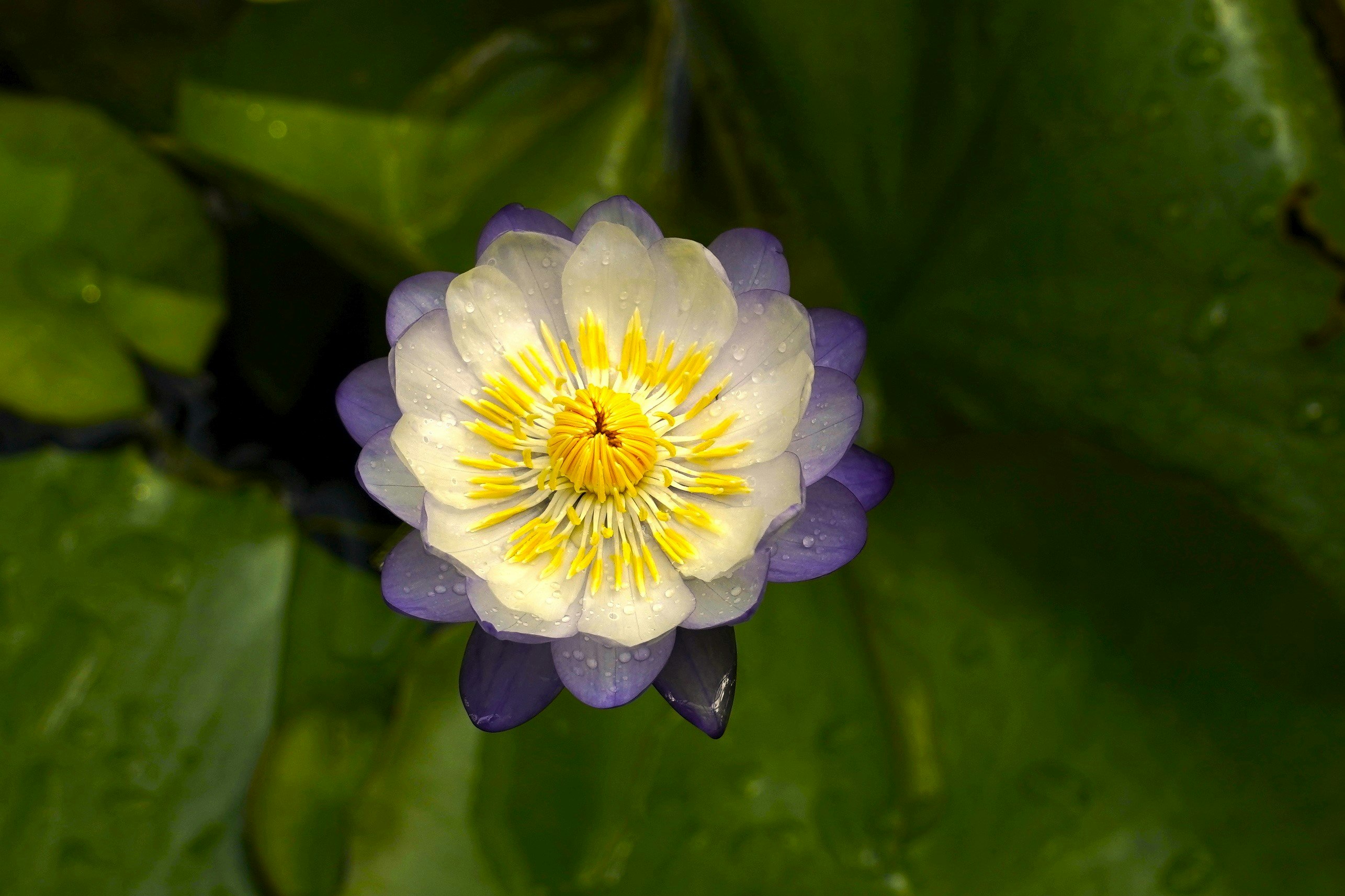 fleur de nénuphar épanouie au soleil d’été