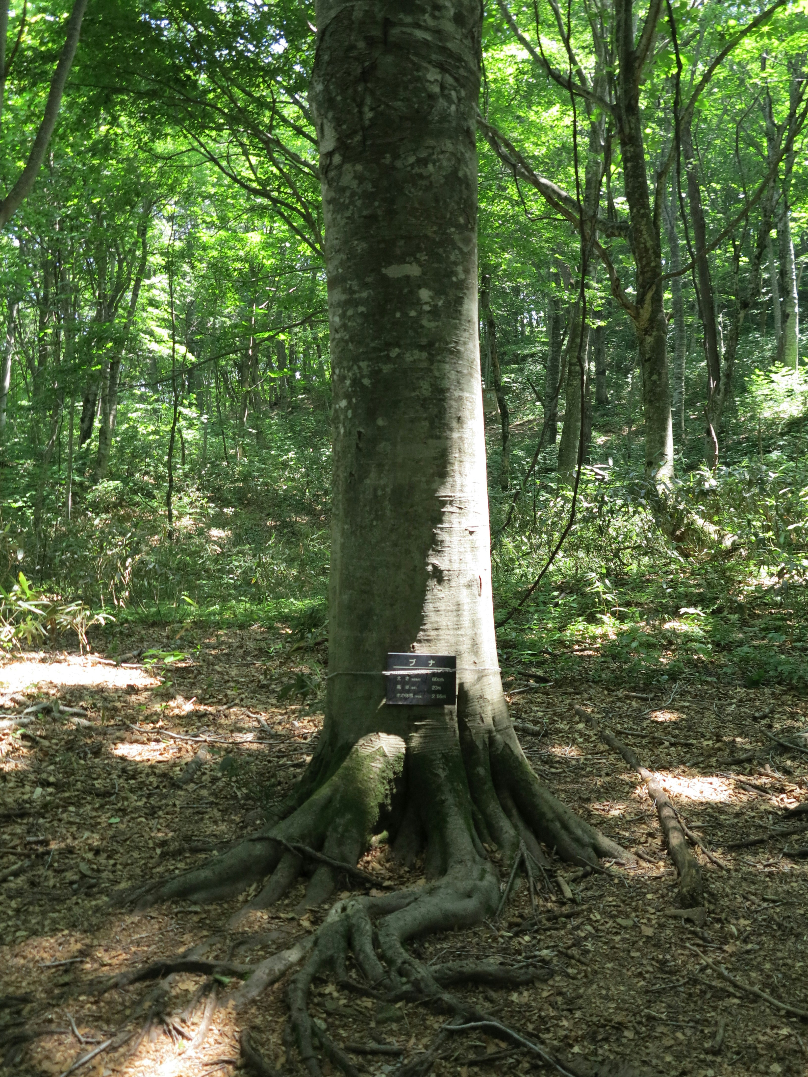 森の中の大きな木の根元と案内板