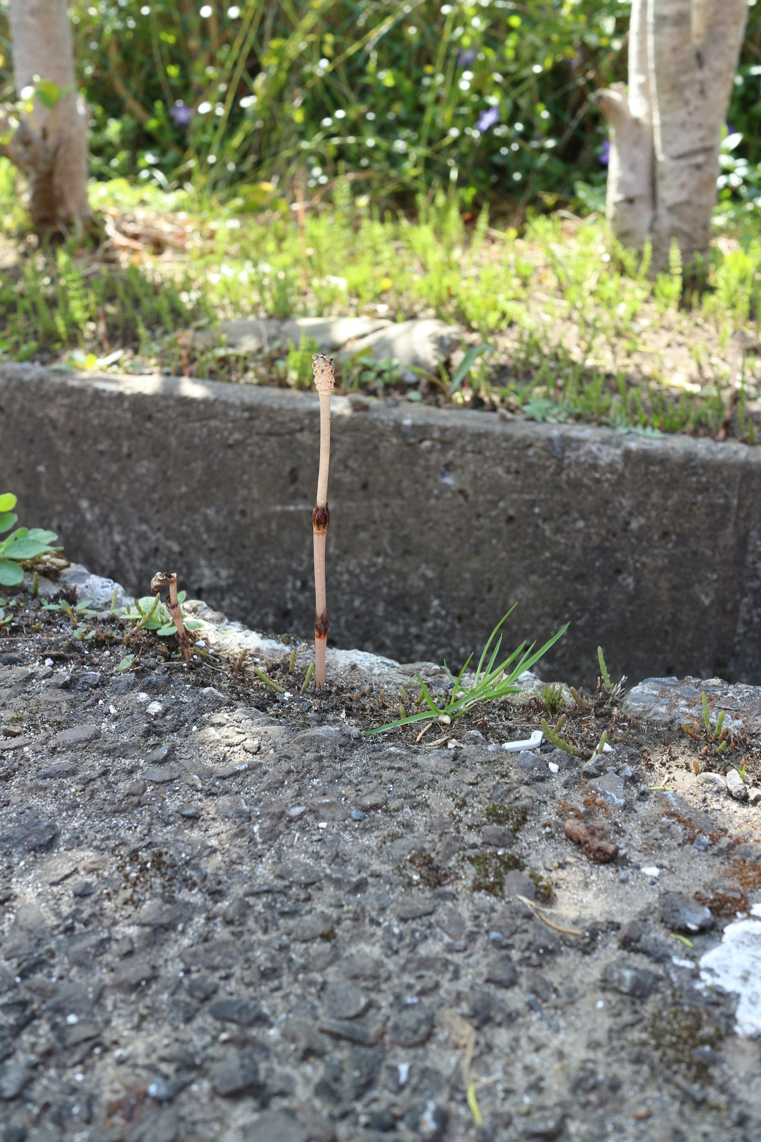 Erba verde e un piccolo ramo che spuntano da una crepa nel cemento