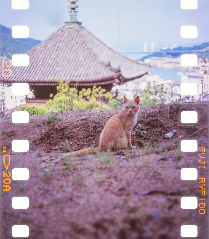 尾道の猫が土手と寺の境内を見つめる風景