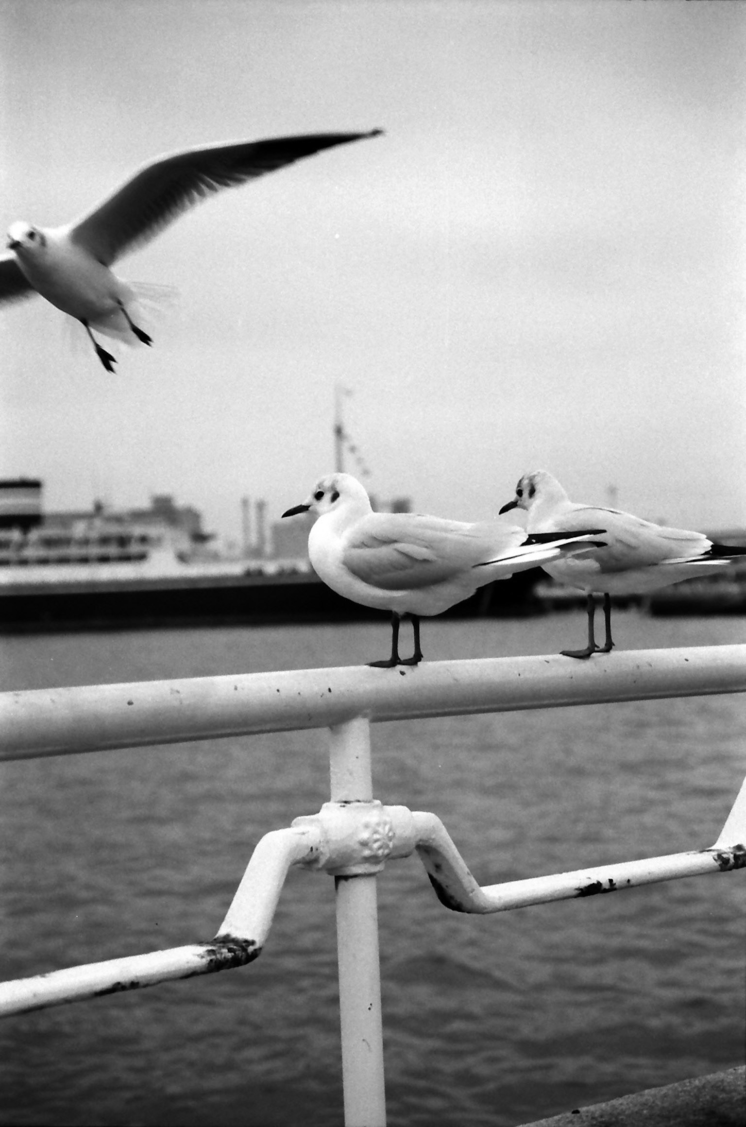 Seagulls perched on a railing near the sea with one in flight