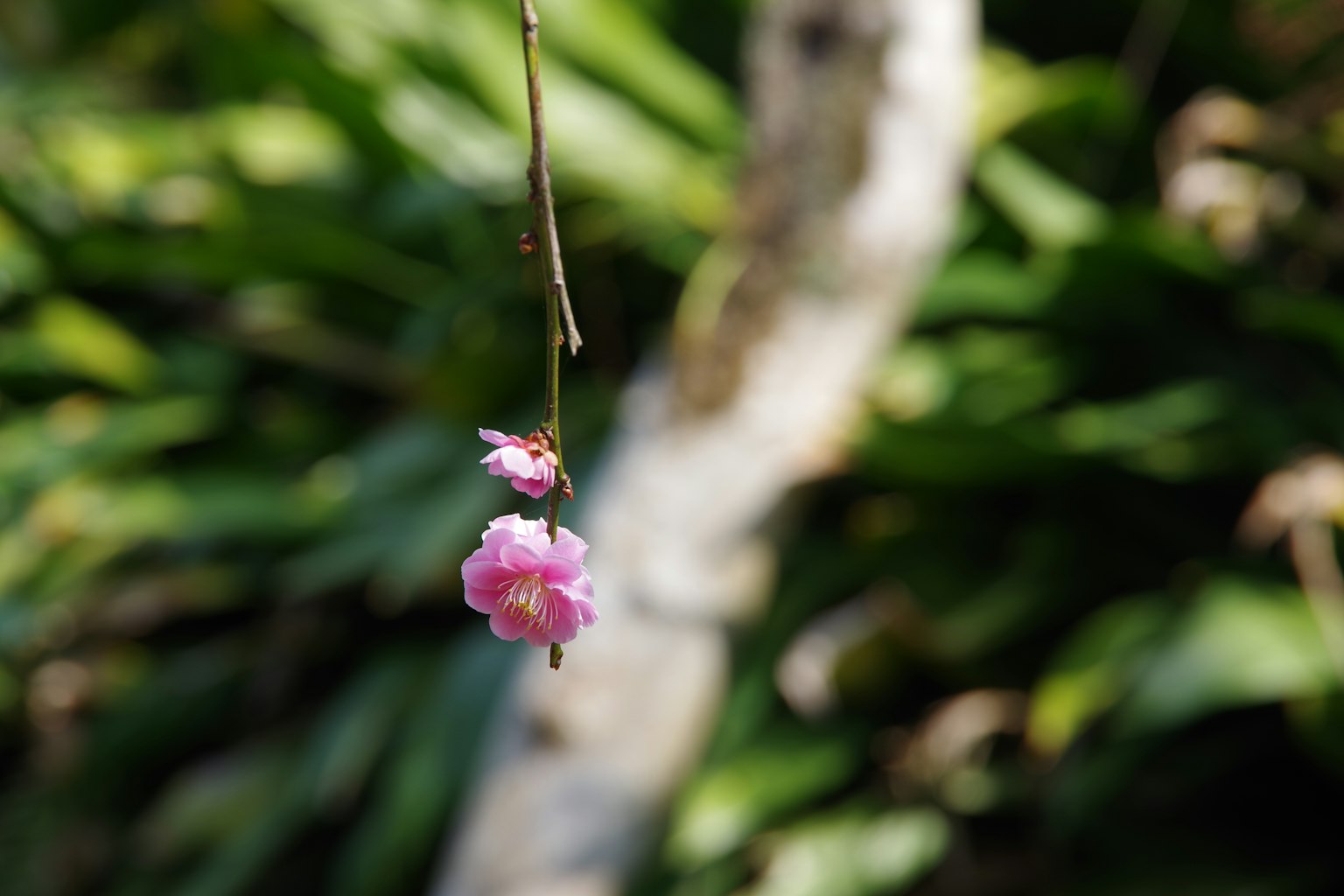 Una delicada flor rosa colgando de una rama delgada con follaje verde al fondo