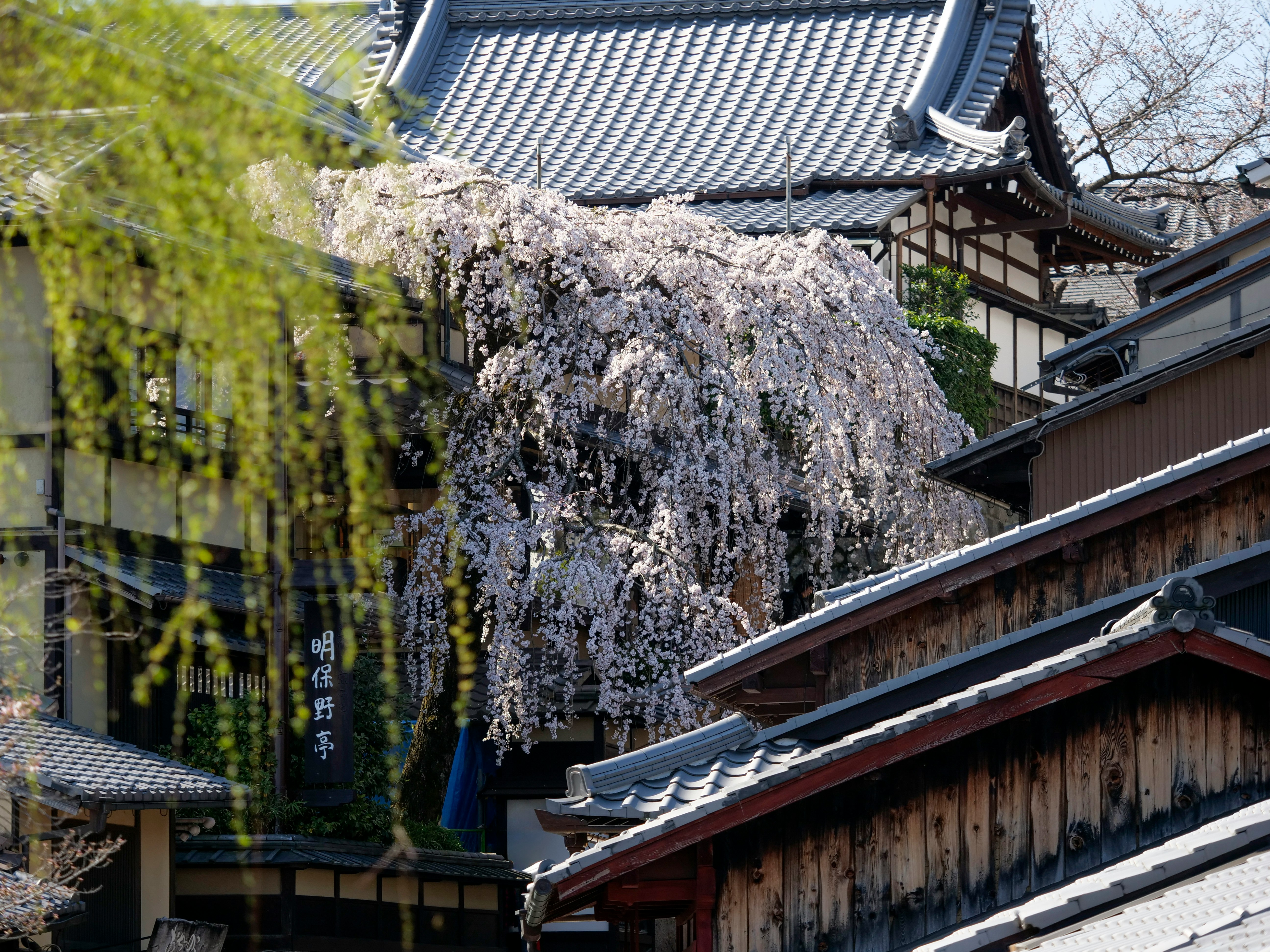 産寧坂の枝垂れ桜が咲く京都の寺院の軒先