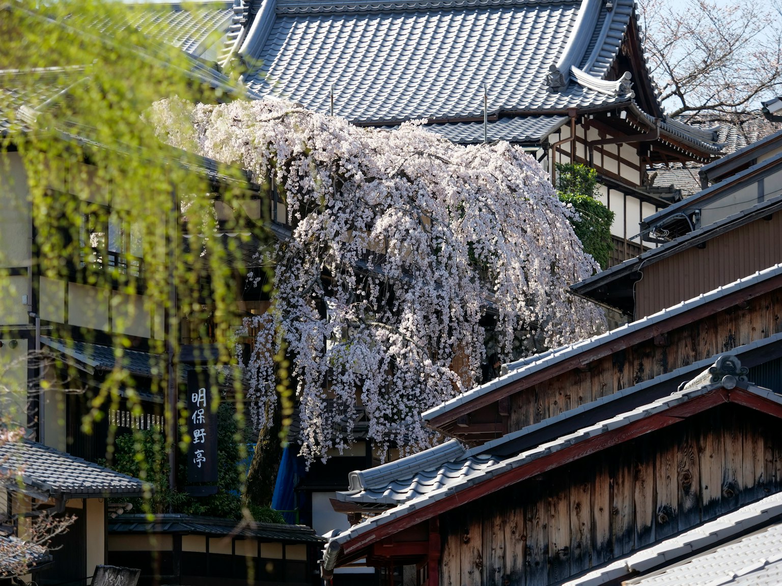 Traditionelles japanisches Gebäude mit blühendem Kirschbaum
