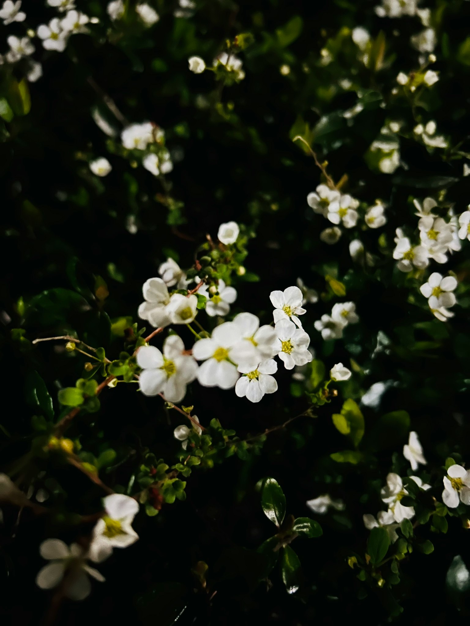 Image présentant de petites fleurs blanches et des feuilles vertes sur un fond sombre