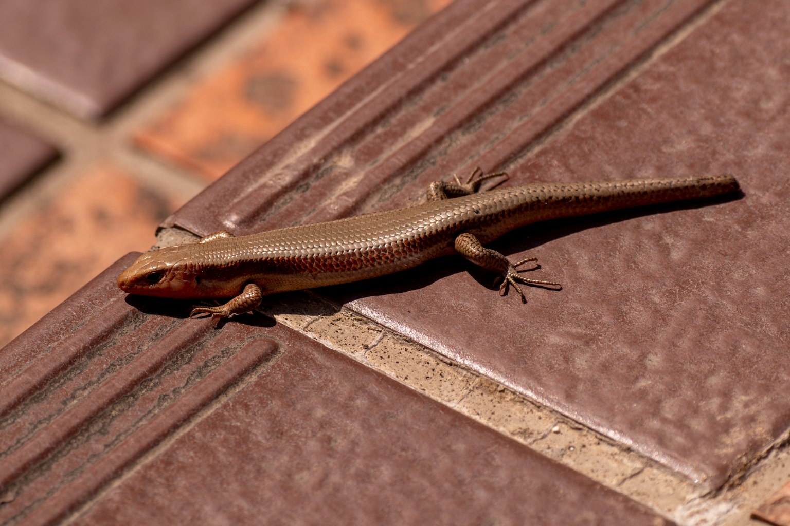 A brown lizard crawling on tiles