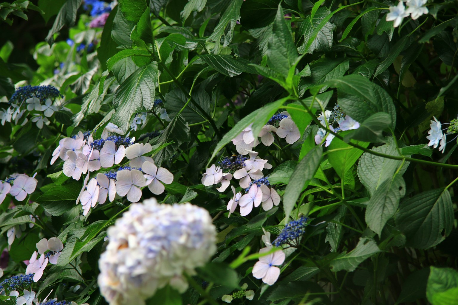 蓝色花朵和绿色叶子的美丽植物特写
