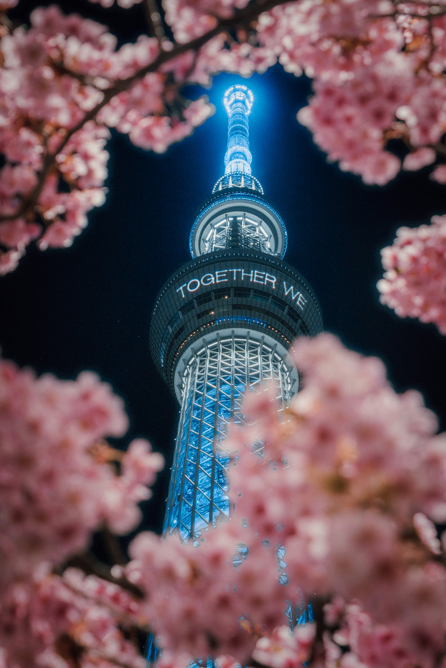 Tokyo Skytree illuminato di notte circondato da fiori di ciliegio