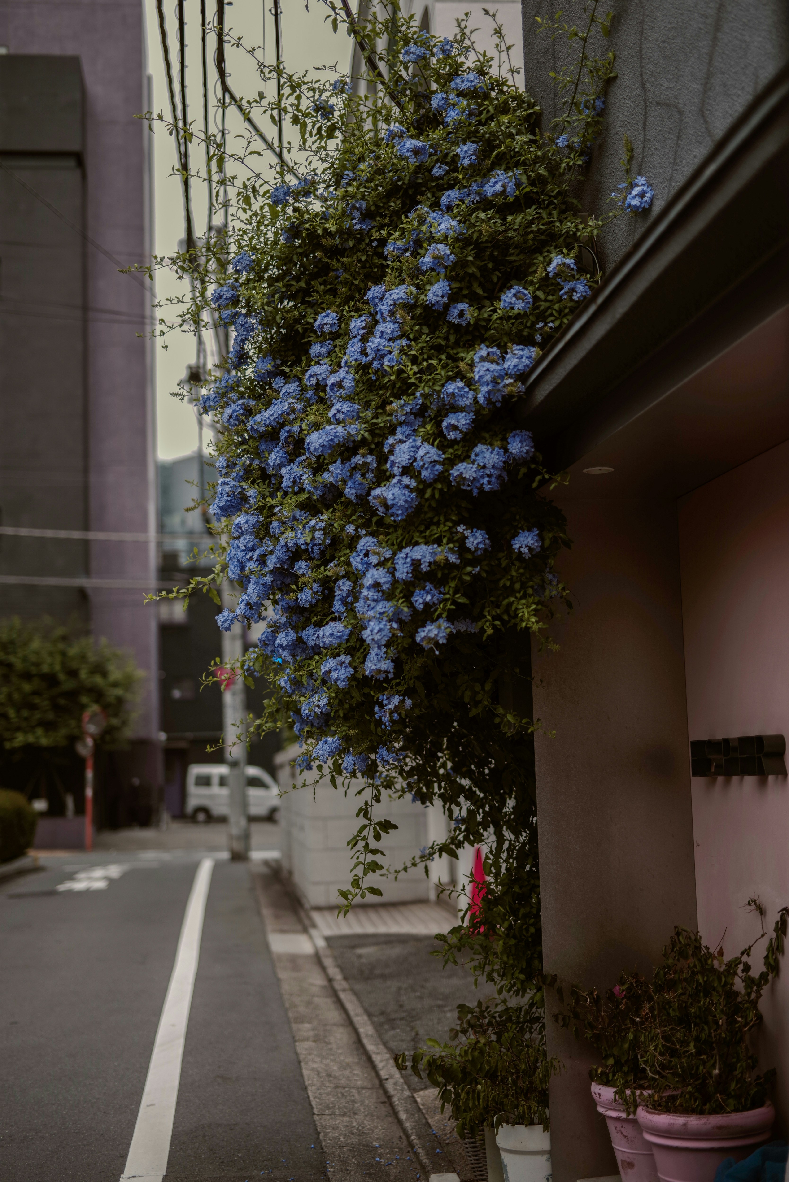 路地の壁際に咲くルリマツリの花