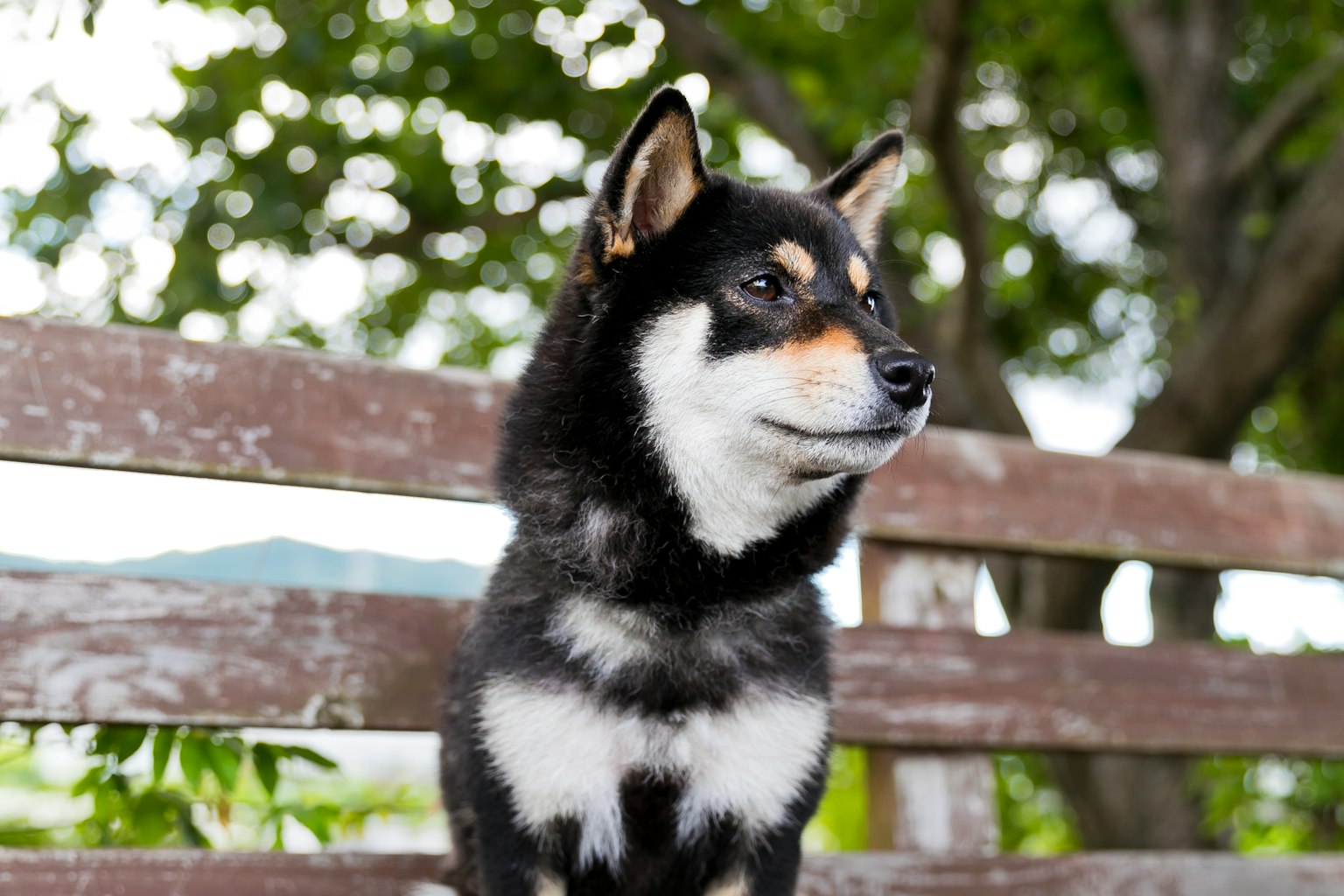 Black Shiba Inu sitting on a bench