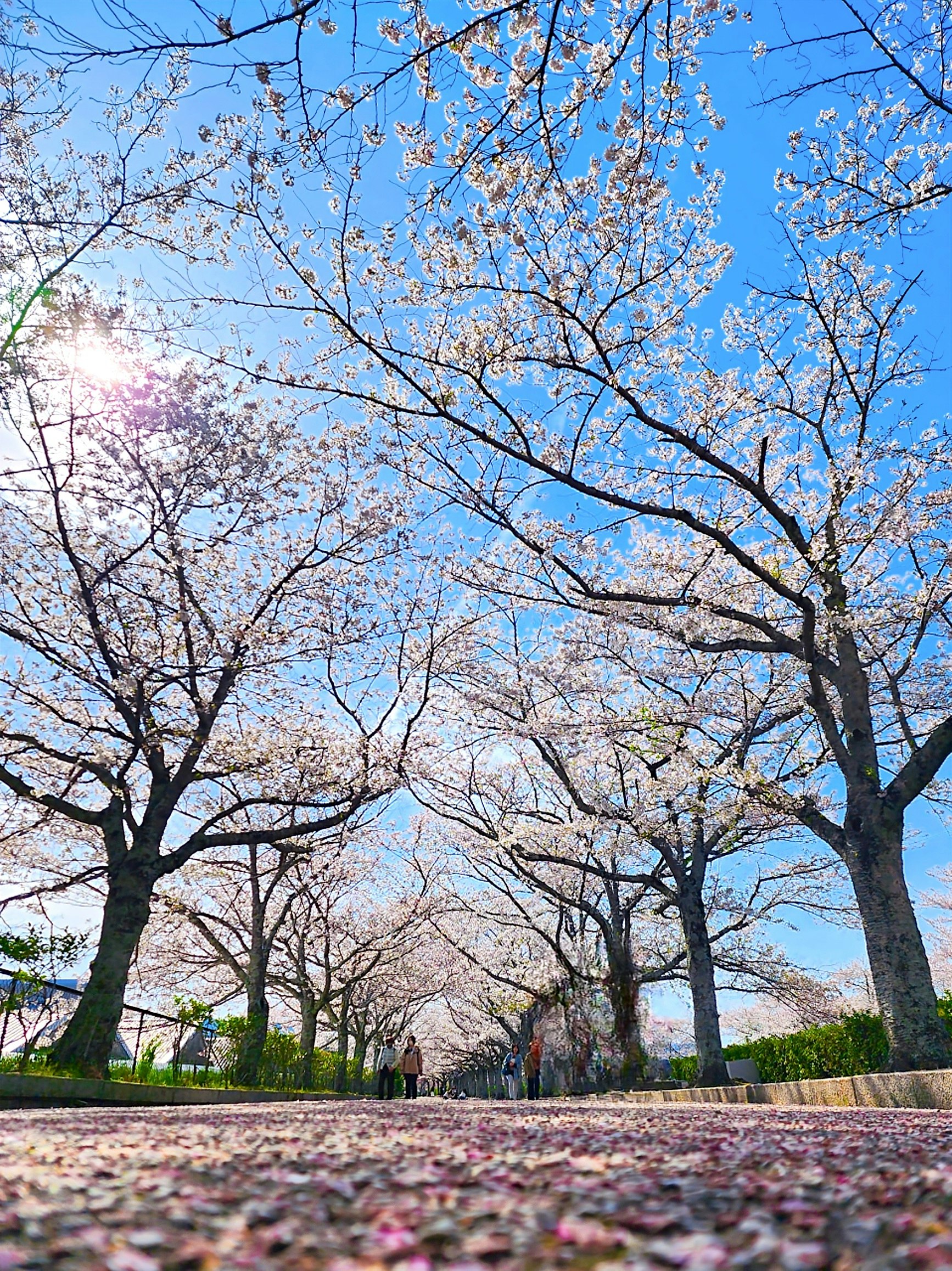 桜並木の下で花びらが舞う亀岡の七谷川の名所