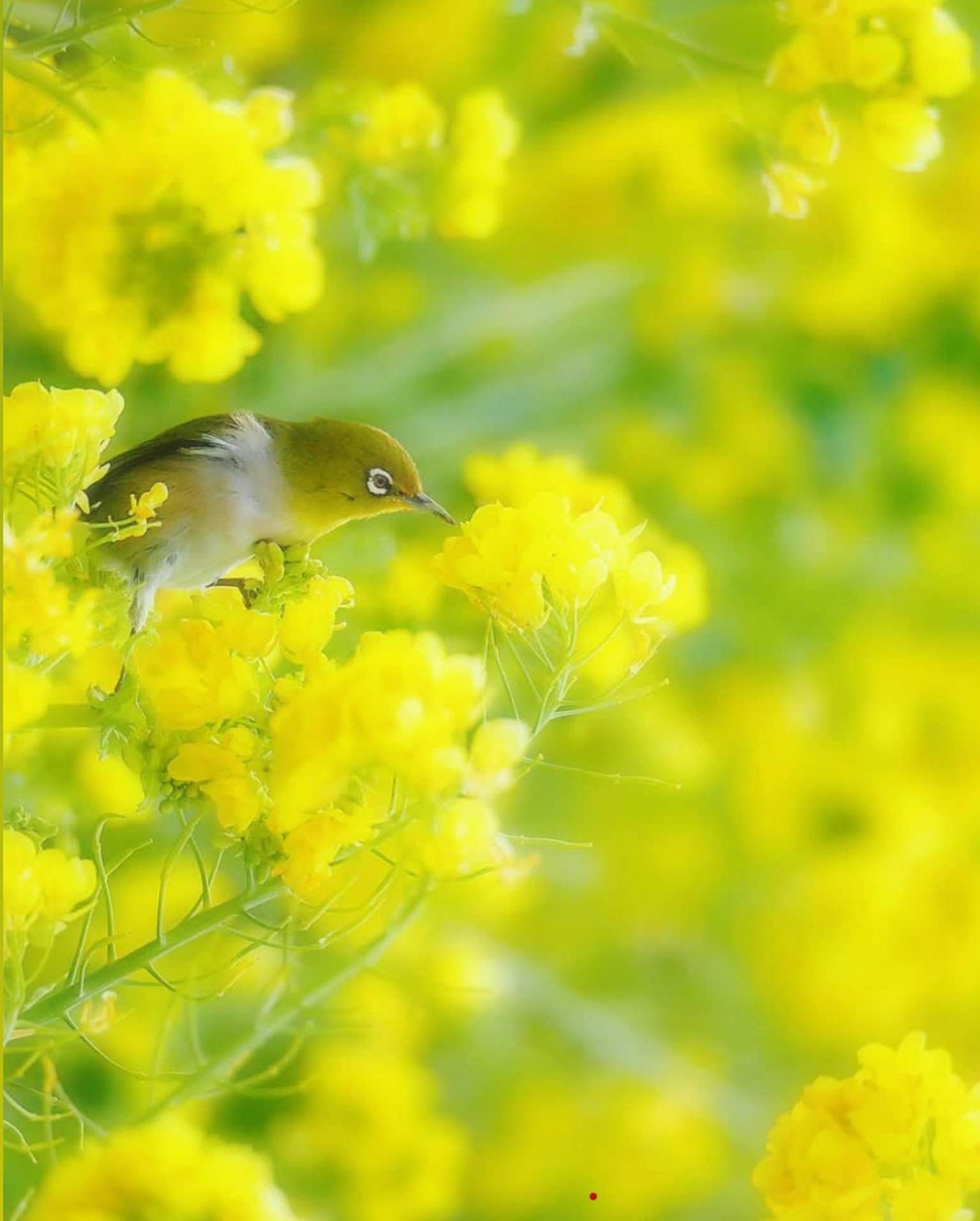 Un pequeño pájaro entre flores amarillas vibrantes