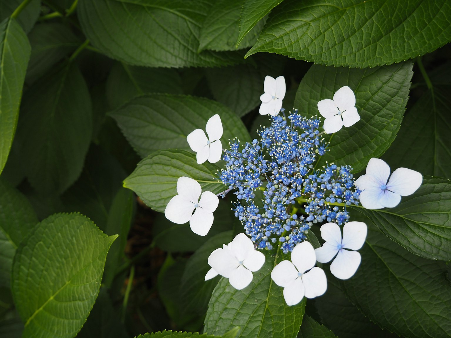 Bella ortensia con fiori blu circondata da petali bianchi