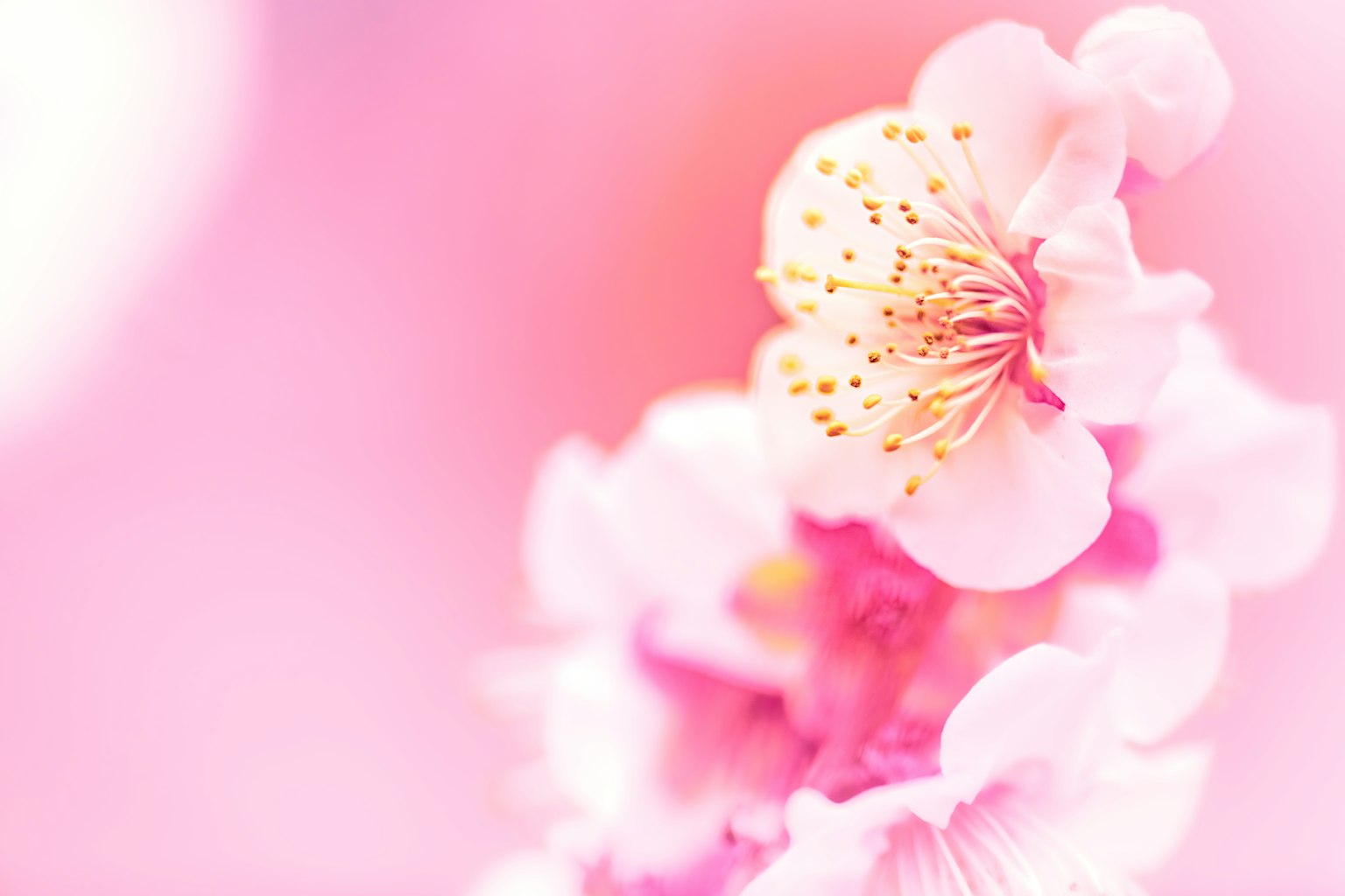 Close-up of cherry blossoms against a soft pink background