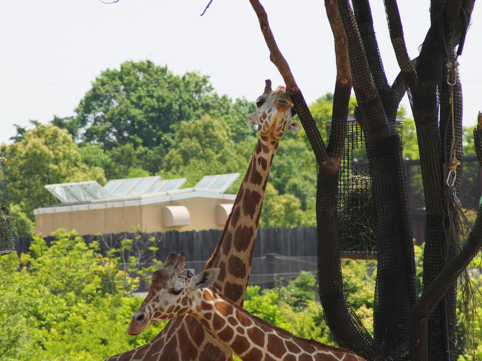 Due giraffe vicino a un albero in un ambiente lussureggiante