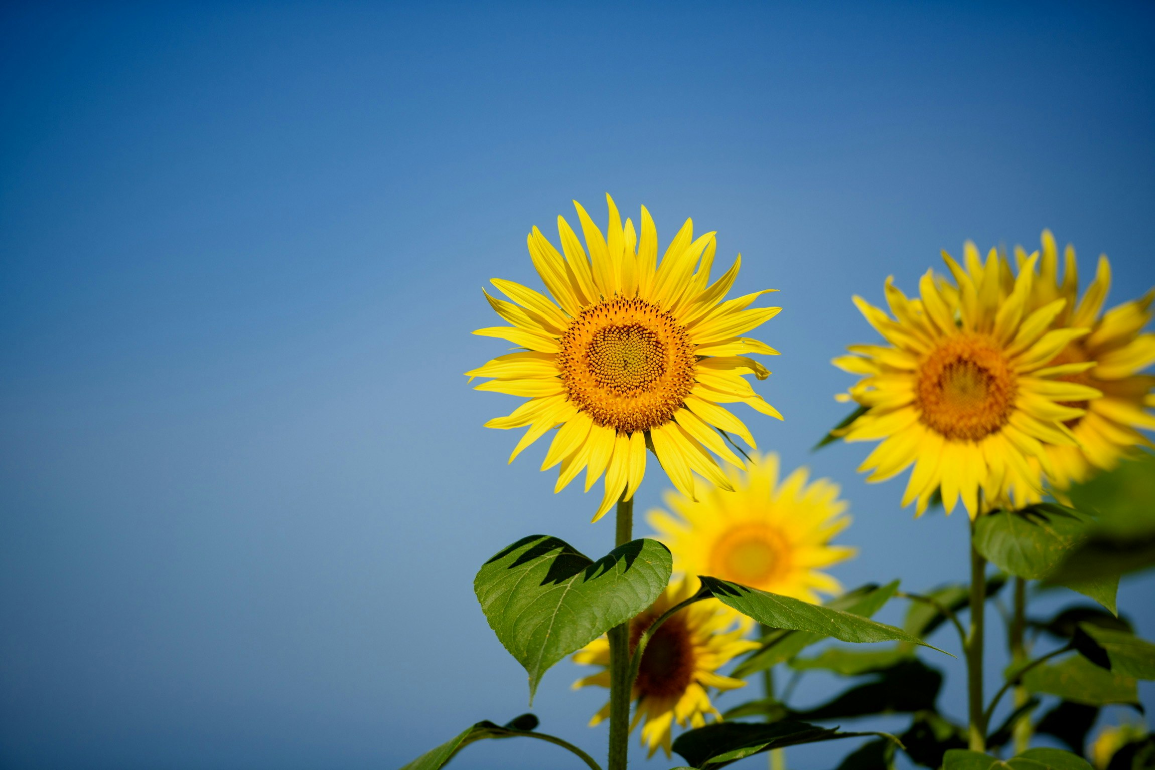 青空を背景に咲く向日葵の花と葉