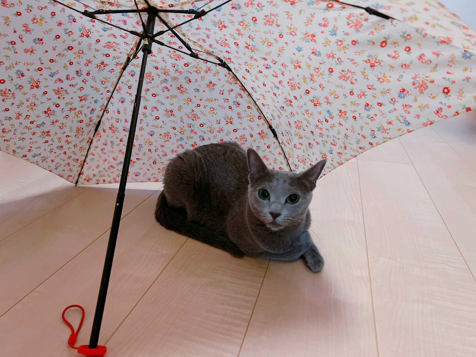 Gatto grigio che riposa sotto un ombrello floreale