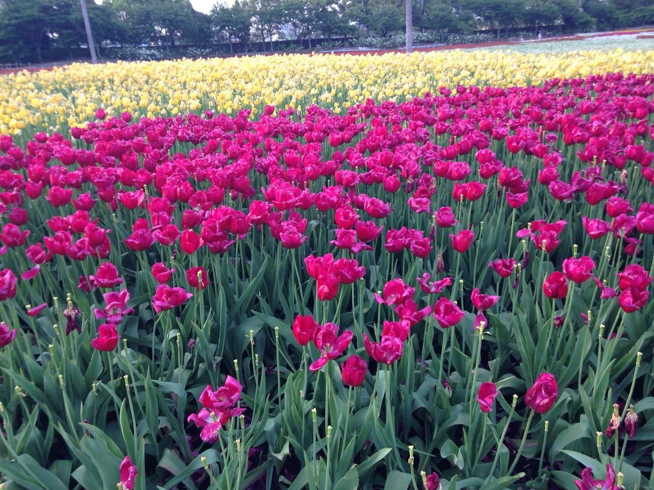 Lebendige rosa Tulpen blühen in einem bunten Tulpenfeld