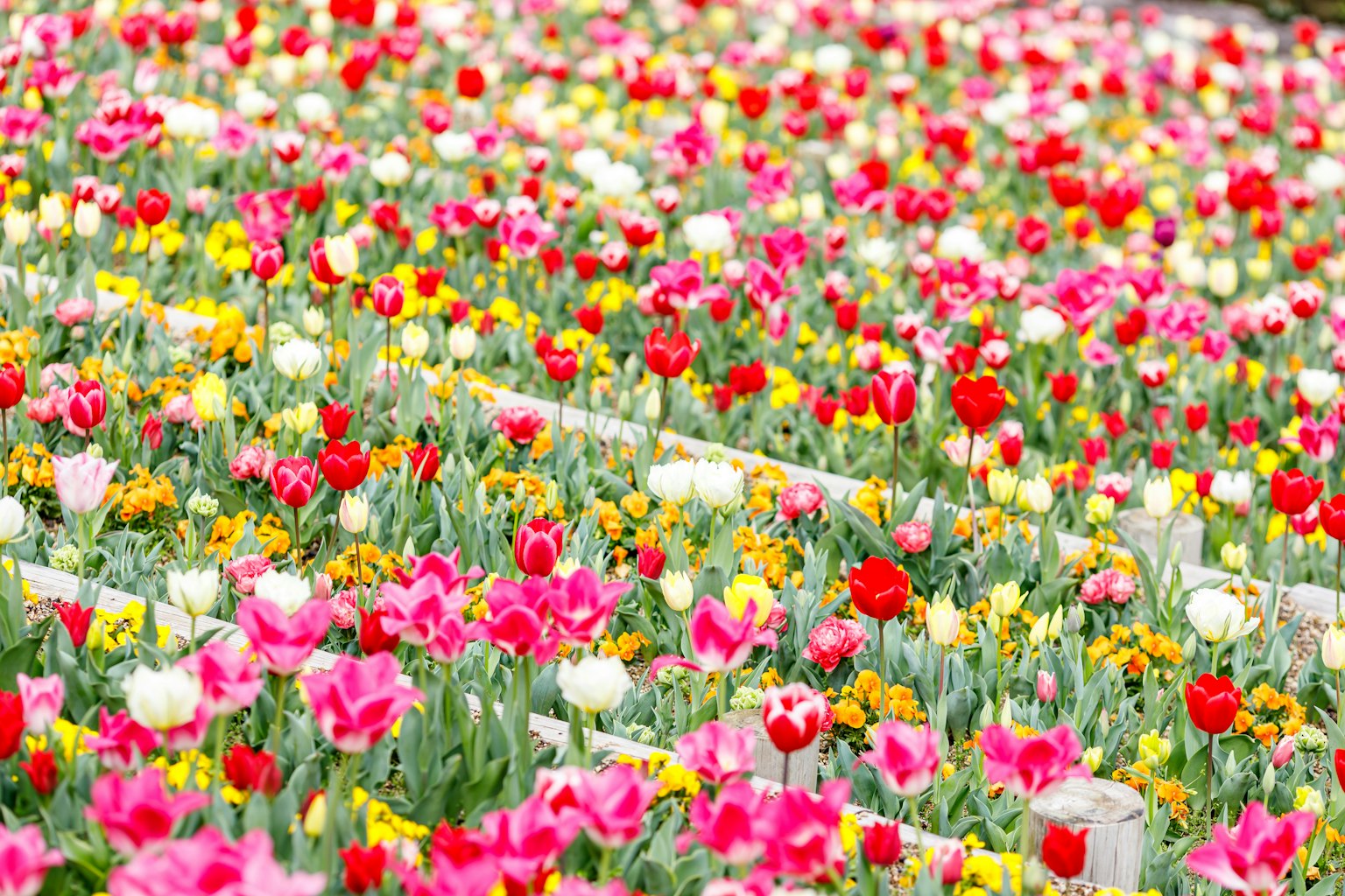 Tulipanes coloridos floreciendo en un campo de flores