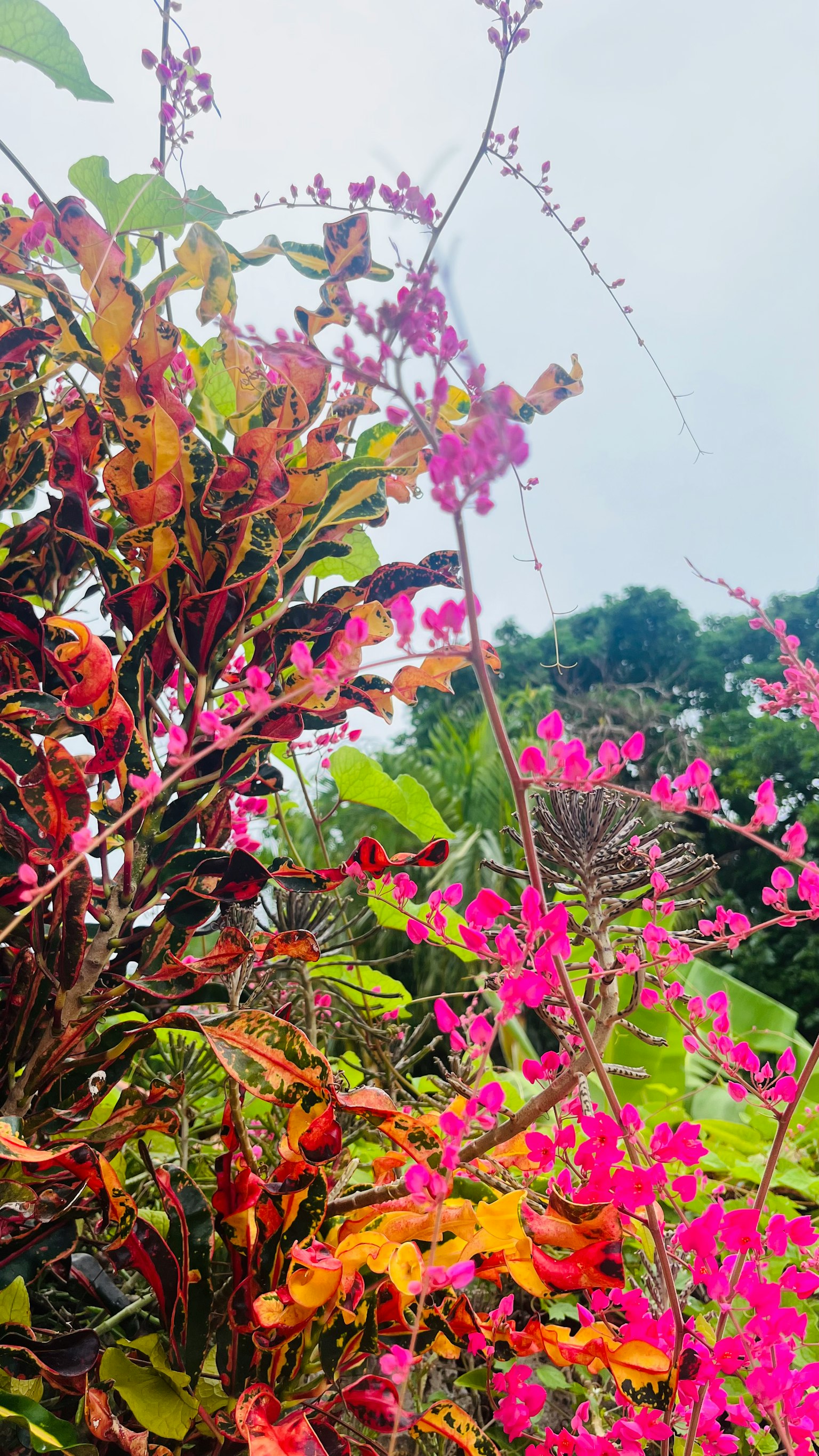 Gros plan d'une plante avec des feuilles colorées et des fleurs roses