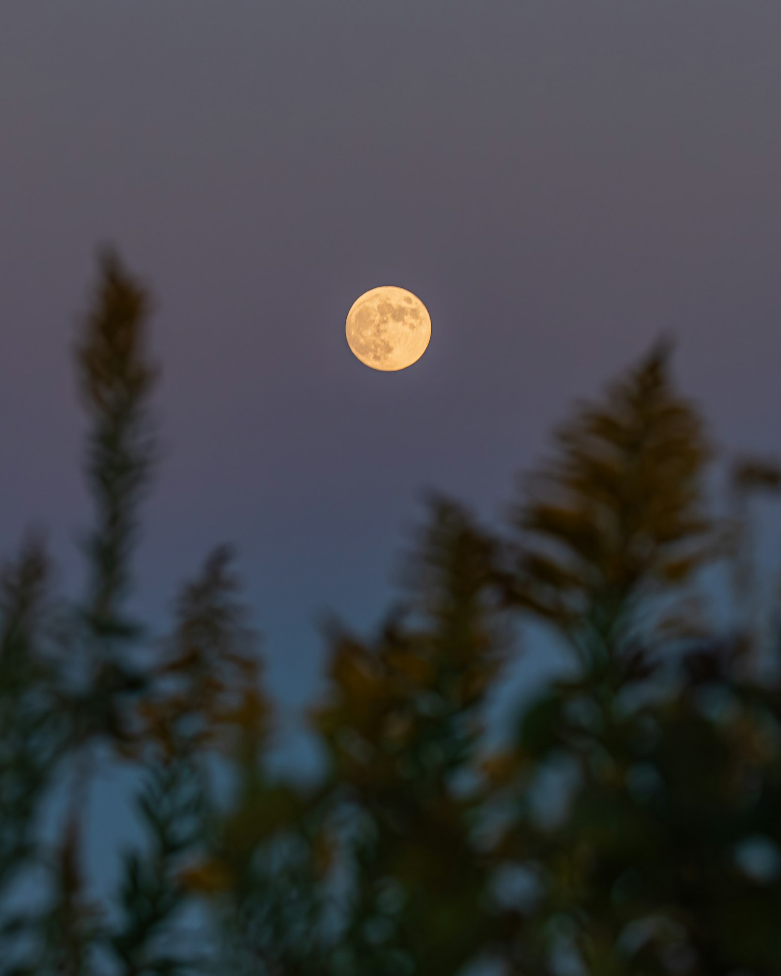 Luna piena su uno sfondo scuro sfocato