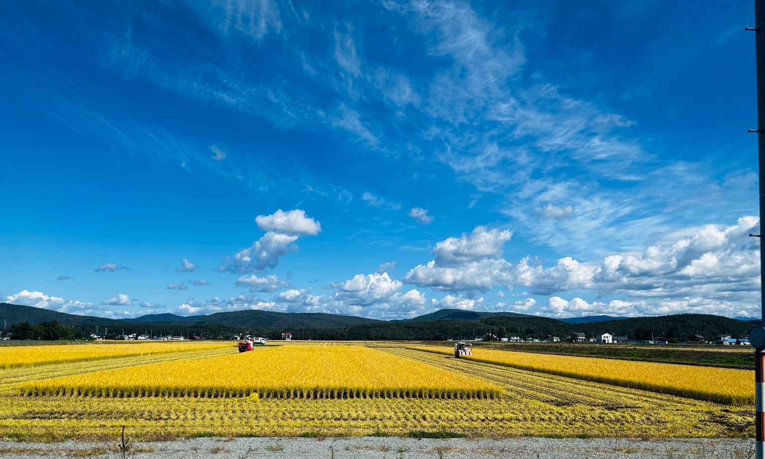 青空の下で広がる黄色い田んぼと山々の風景