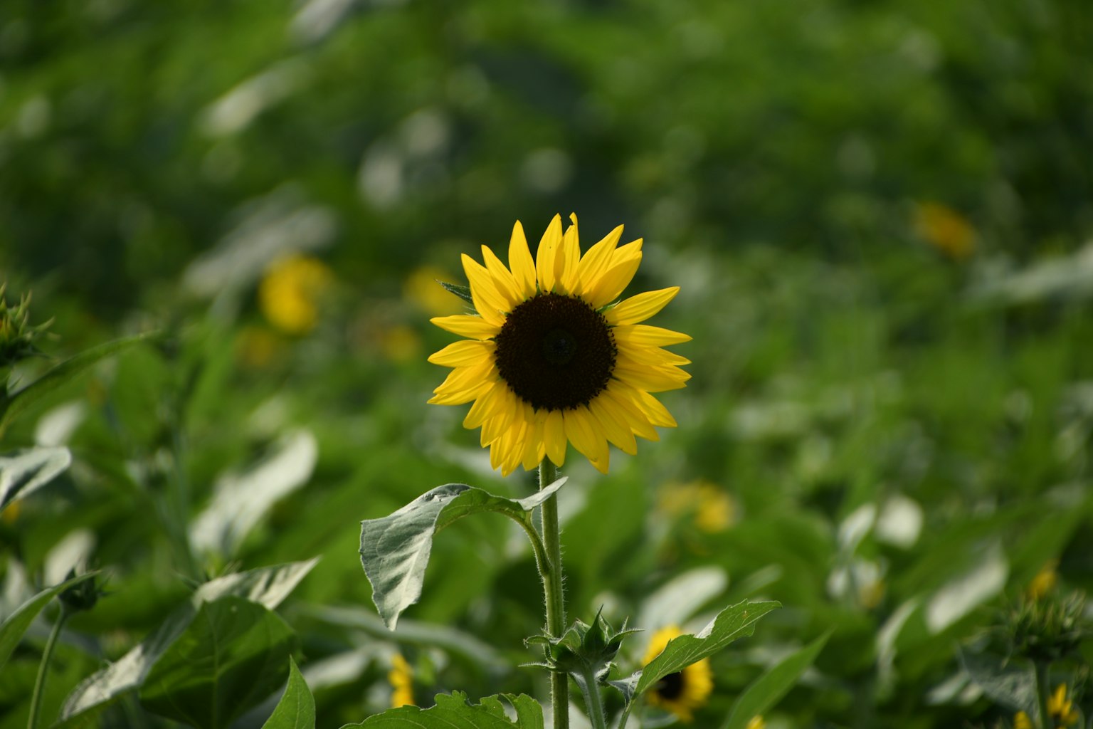 Un singolo girasole circondato da foglie verdi
