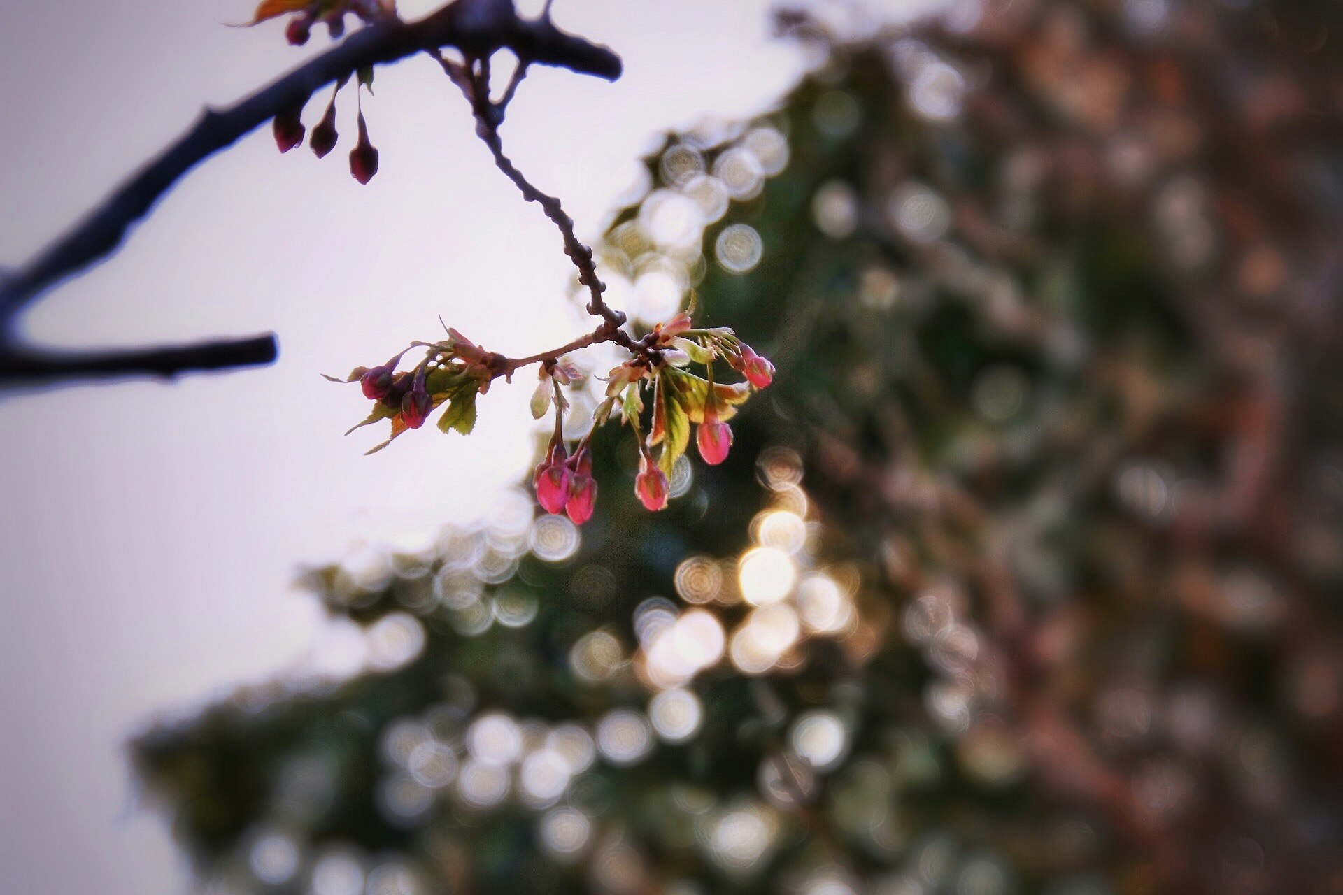 山桜の蕾と枝葉、木漏れ日の光が差す春の景色