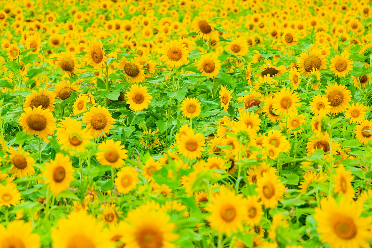 Vasto campo di girasoli con fiori gialli vivaci e foglie verdi