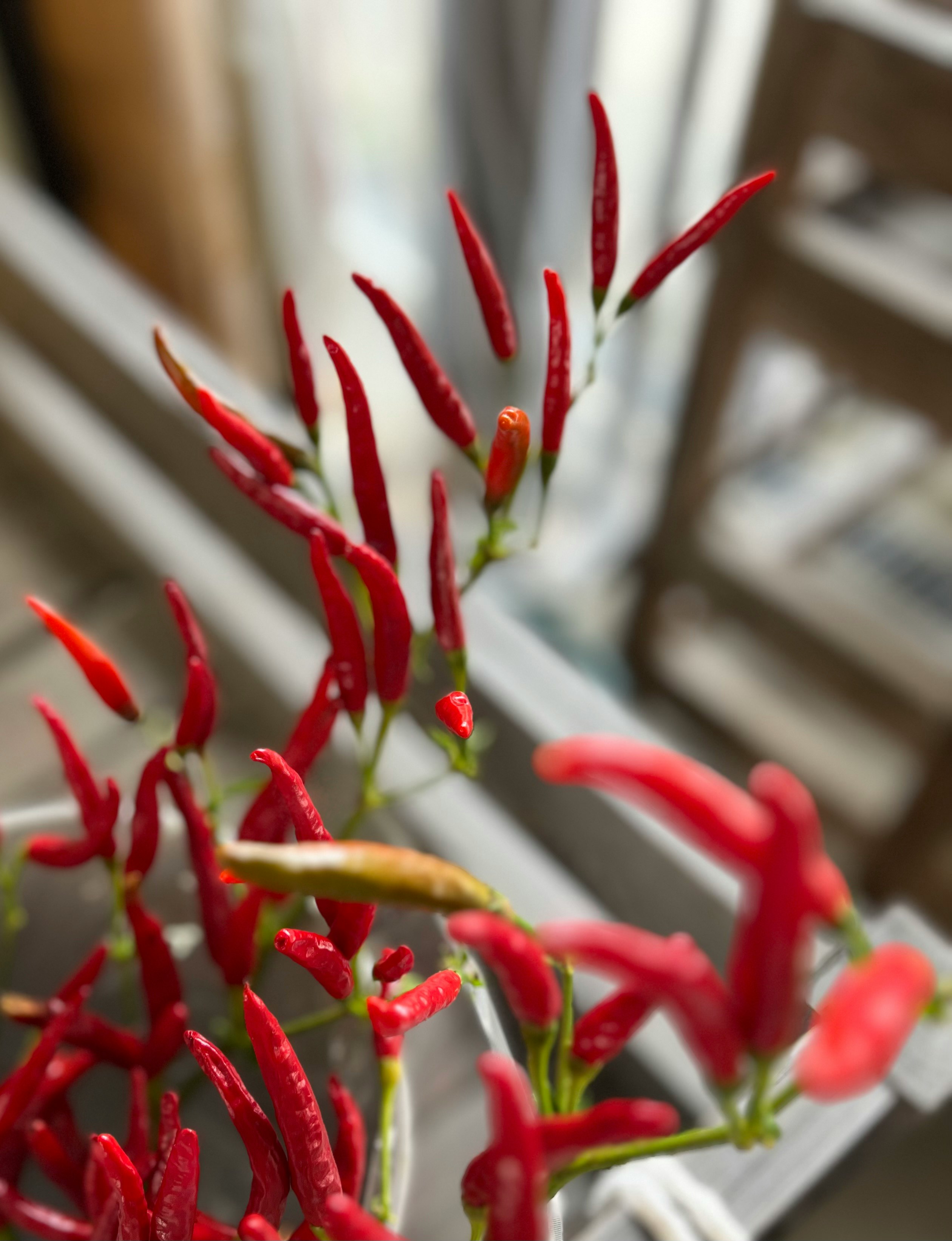 Nahaufnahme roter Chilis mit Blüten