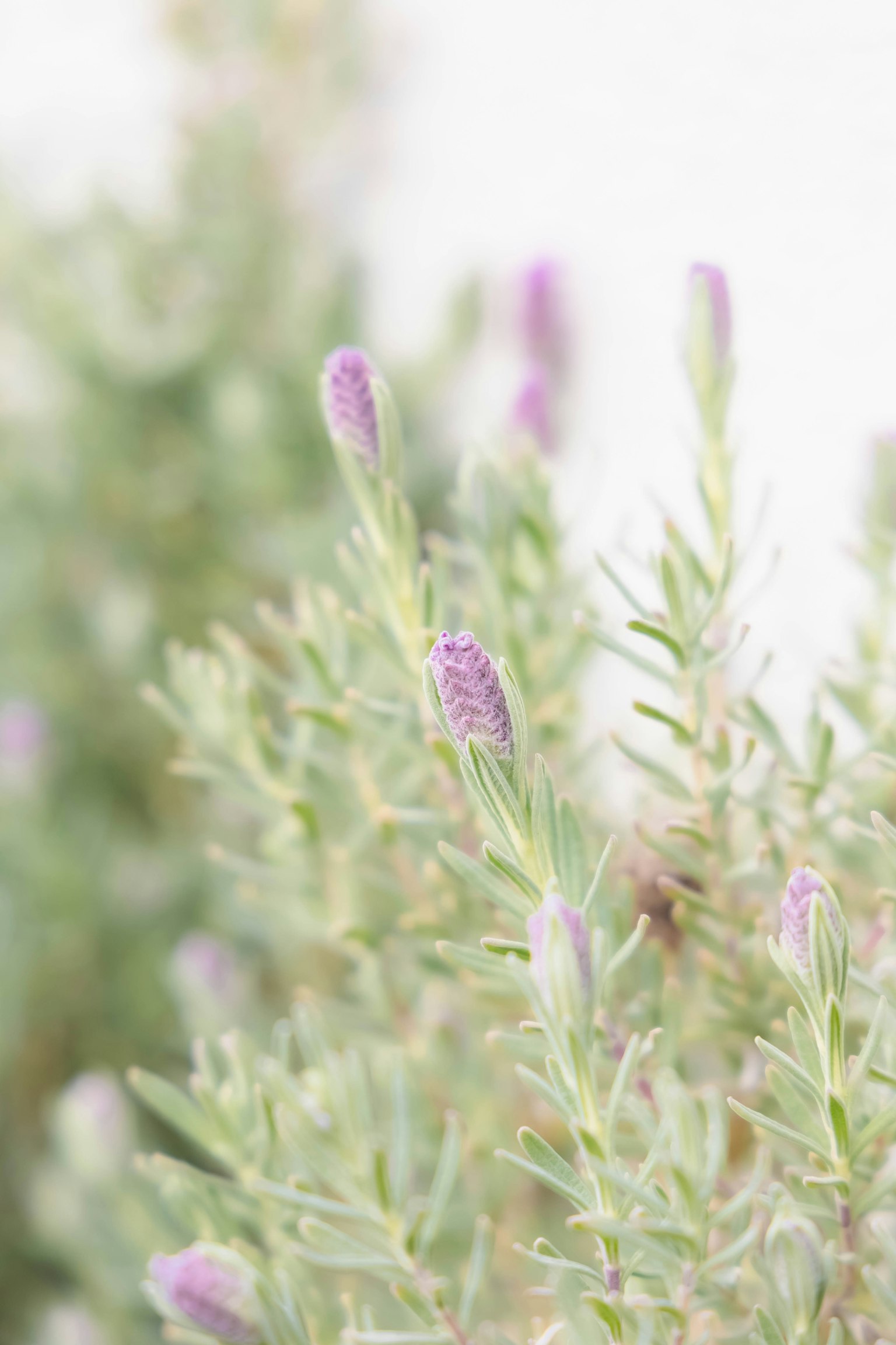 Primo piano di una pianta verde con boccioli di fiori viola chiaro