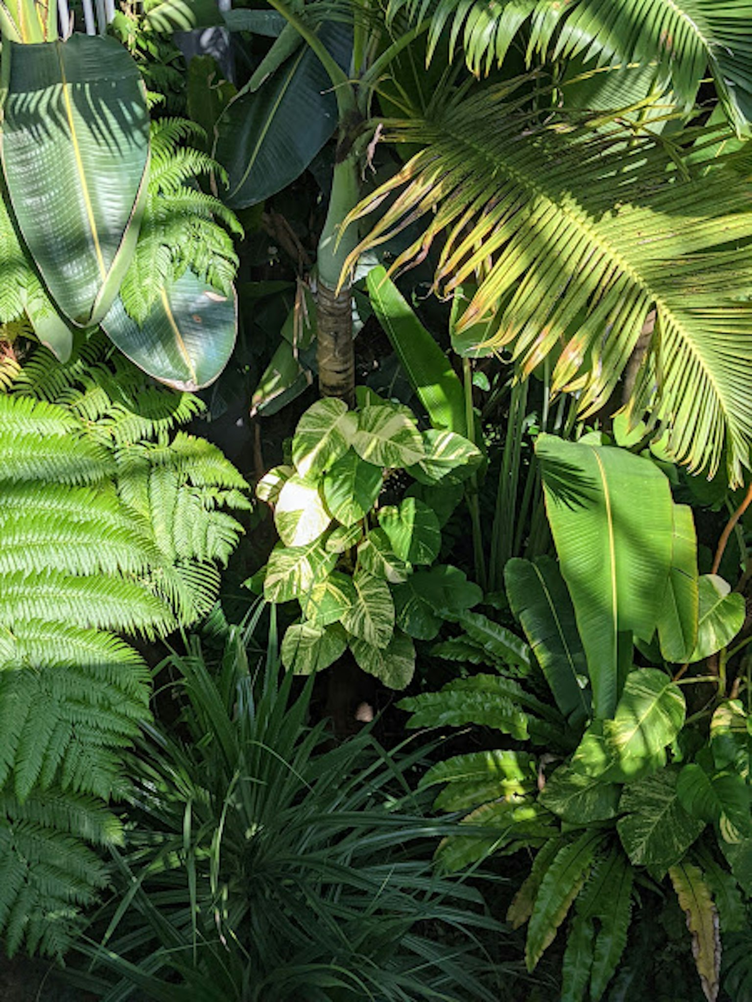 Foliage tropical luxuriant avec diverses plantes vertes et feuilles