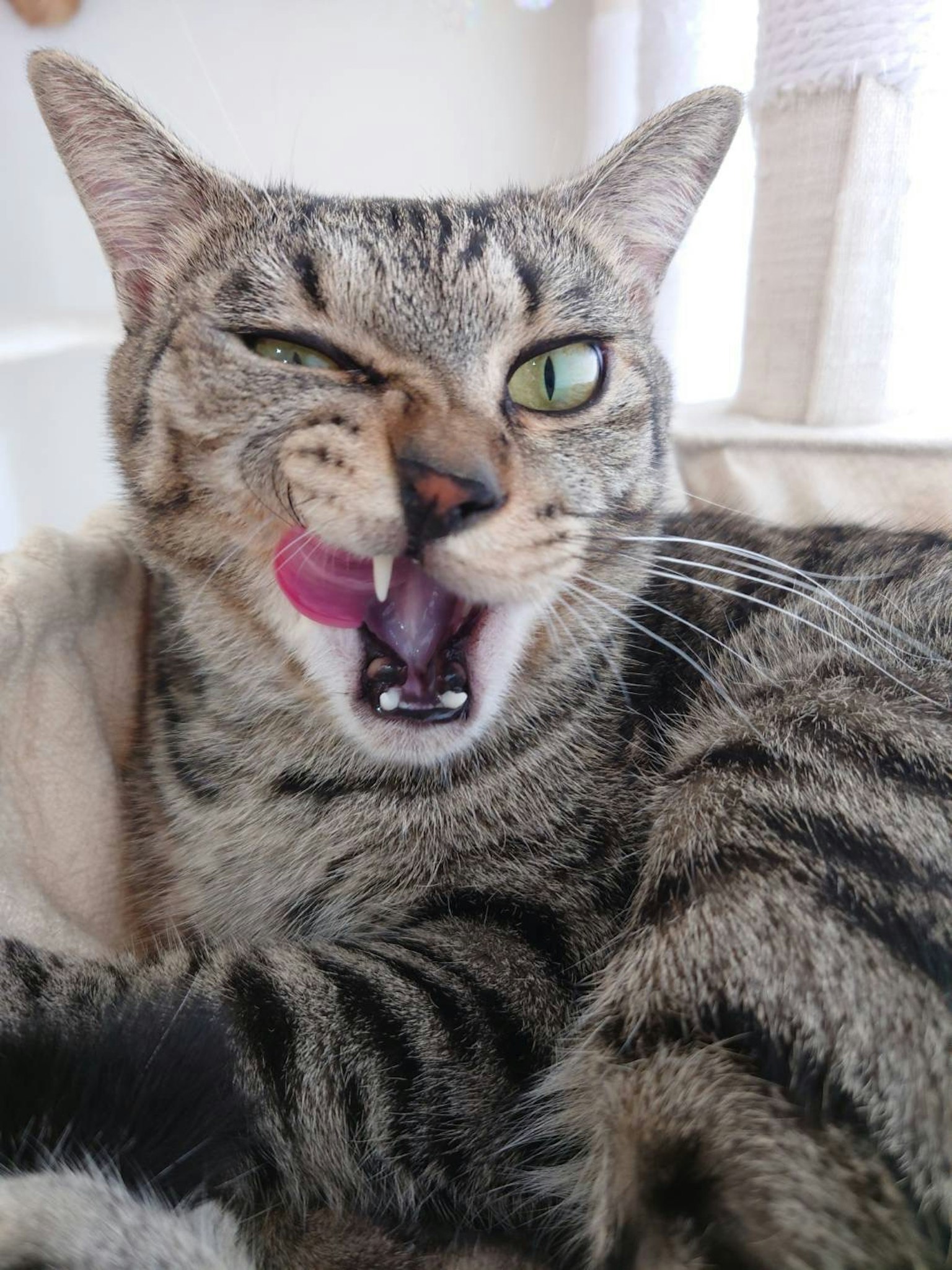 Un gatto che fa una faccia giocosa leccandosi i baffi