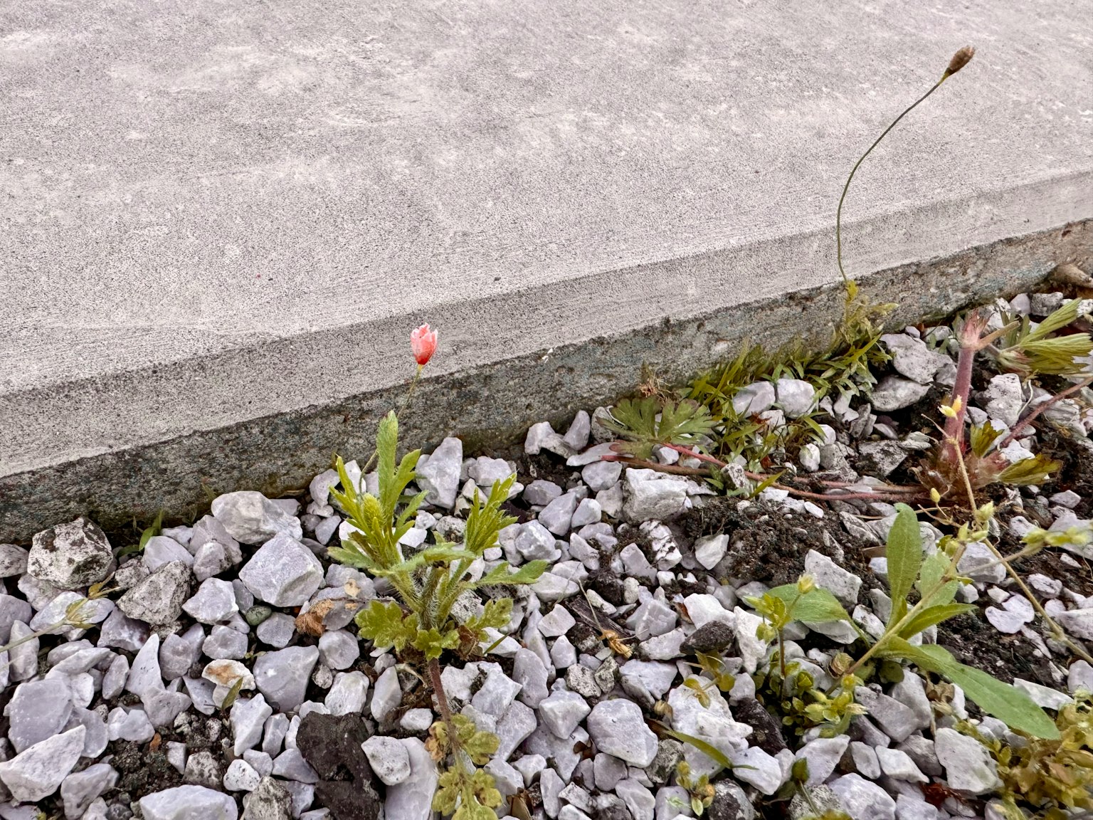 Image de petites plantes et de pierres le long d'un bord en béton