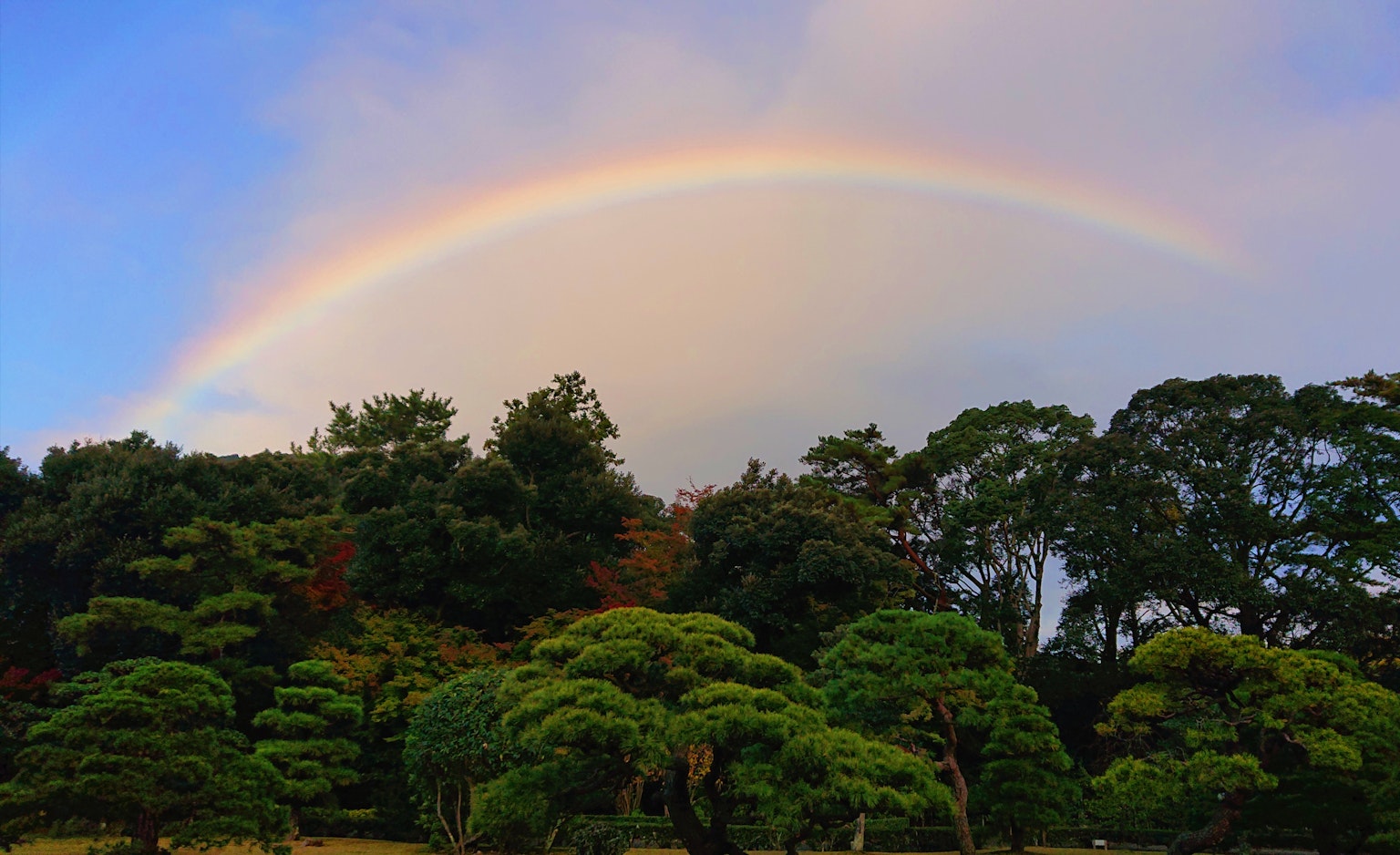 Un paesaggio forestale vibrante con un arcobaleno che attraversa il cielo