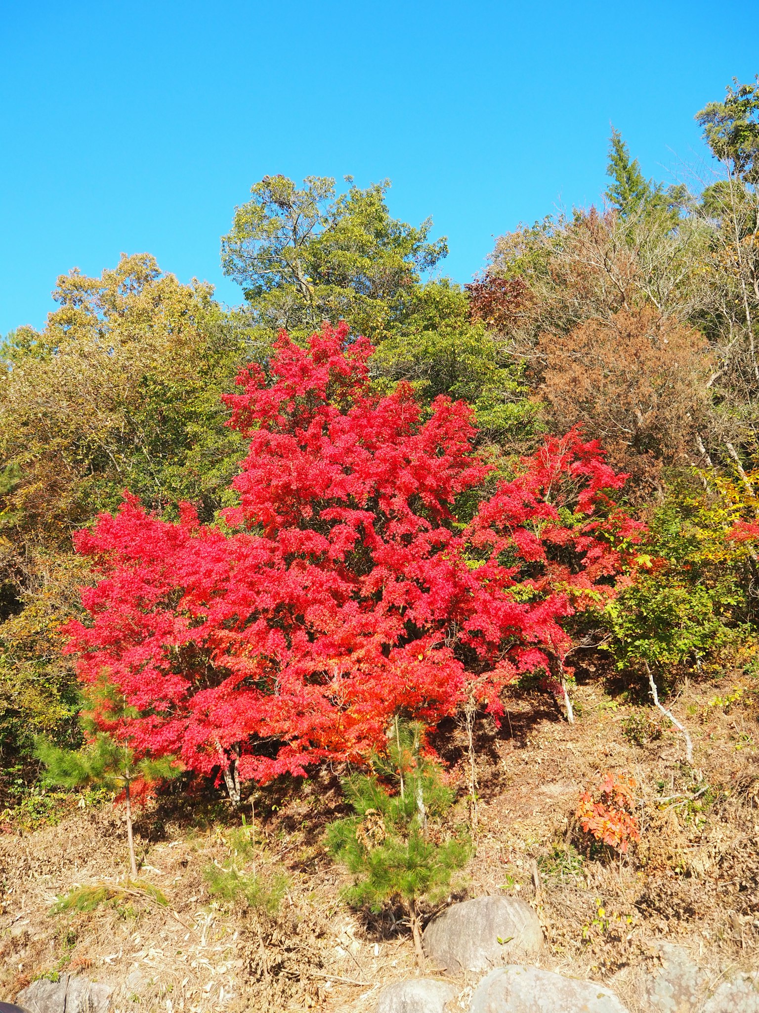 Arbre aux feuilles rouges vives contre un ciel bleu dans un paysage d'automne