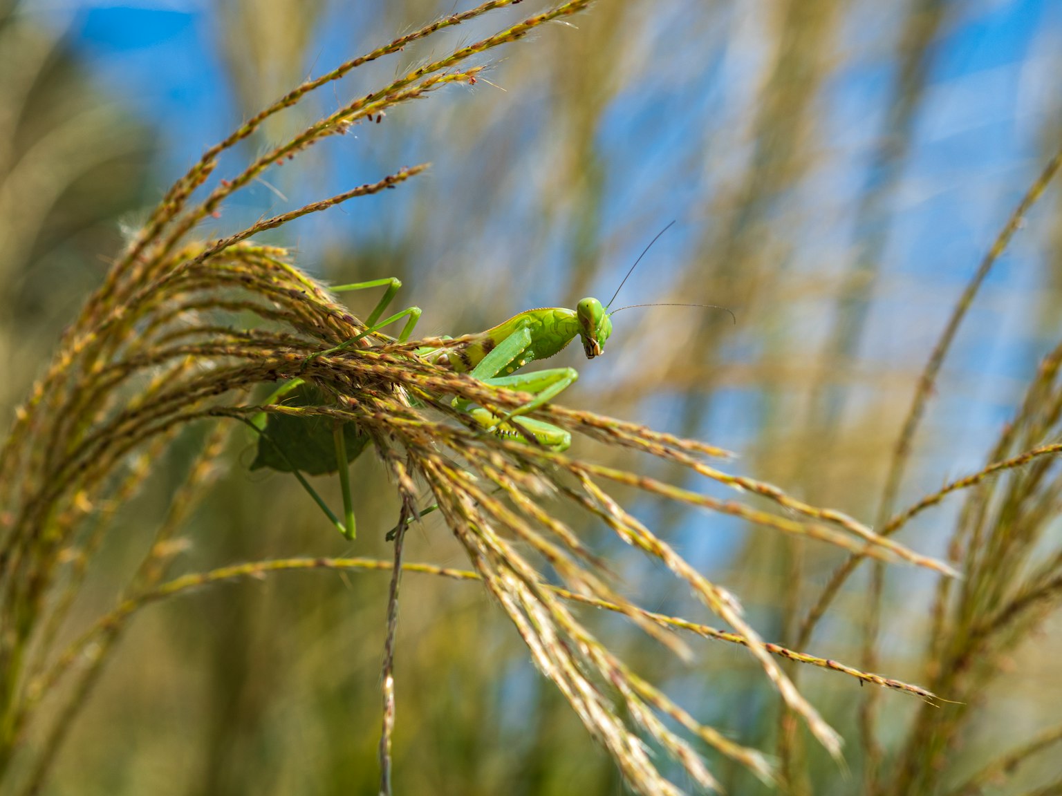 Une sauterelle verte se reposant sur de l'herbe haute sous un ciel bleu